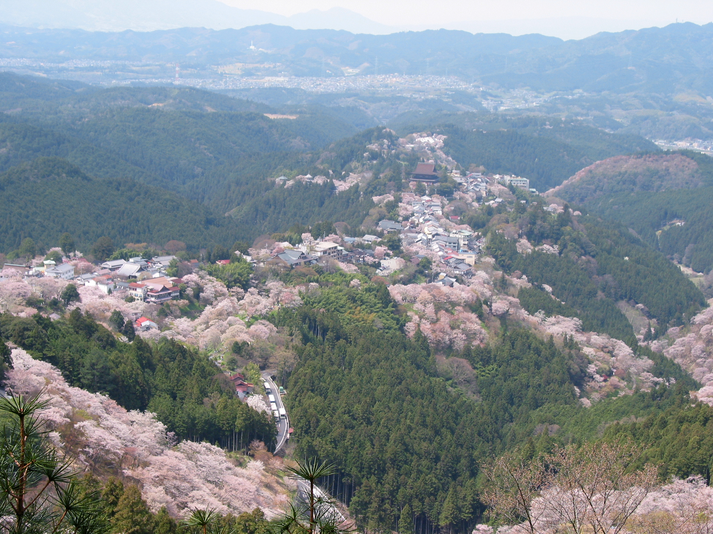 Cherry blossom covering the slopes of Mount Yoshino in staggered bands