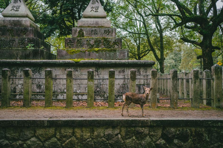 Sika deer on the open parkland of Nara Park with a temple roof behind