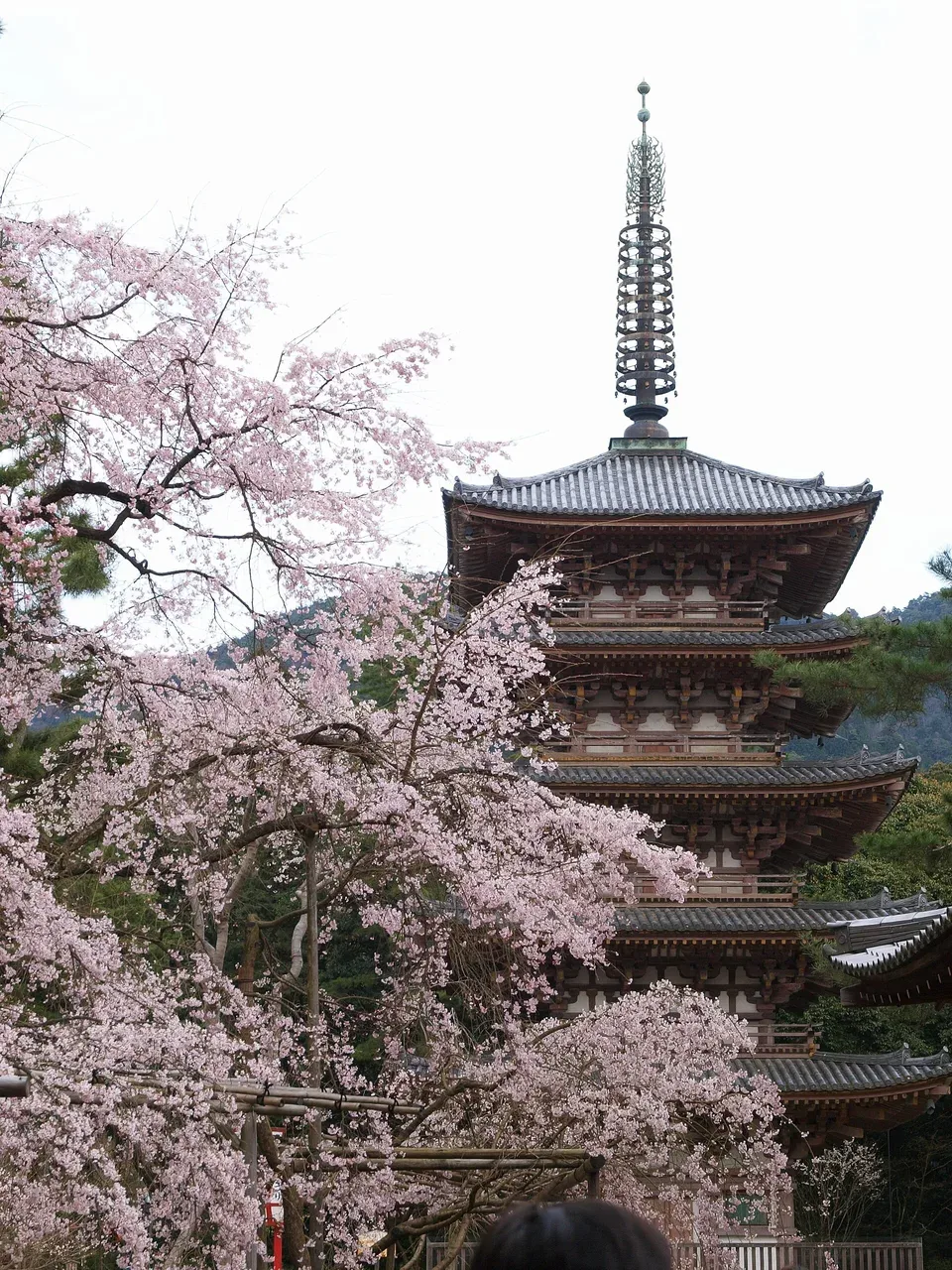 Weeping cherry blossoms in front of the five-storied pagoda at Daigo-ji