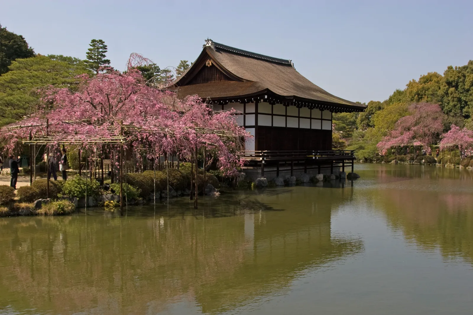 Weeping cherry trees over the pond in the Heian-jingū inner garden