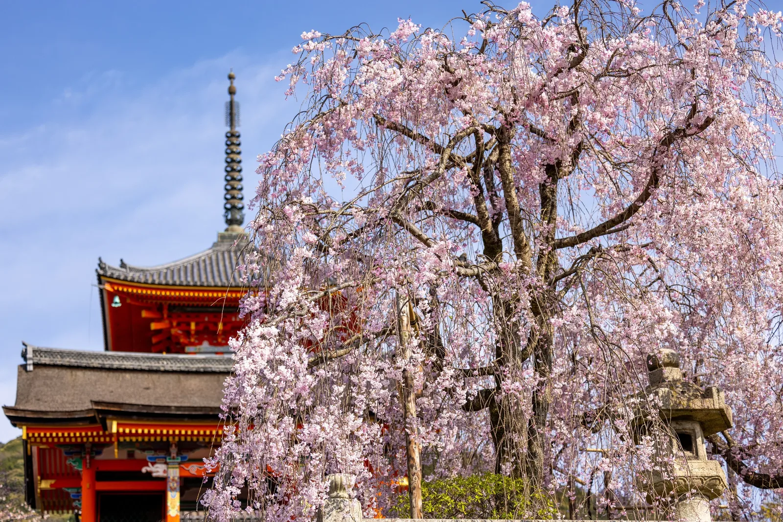 Best cherry blossom spots in Kyoto