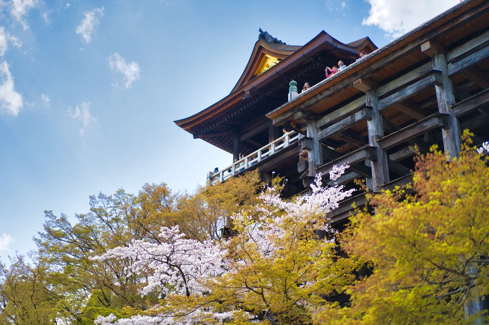 The wooden stage of Kiyomizu-dera above cherry trees in bloom