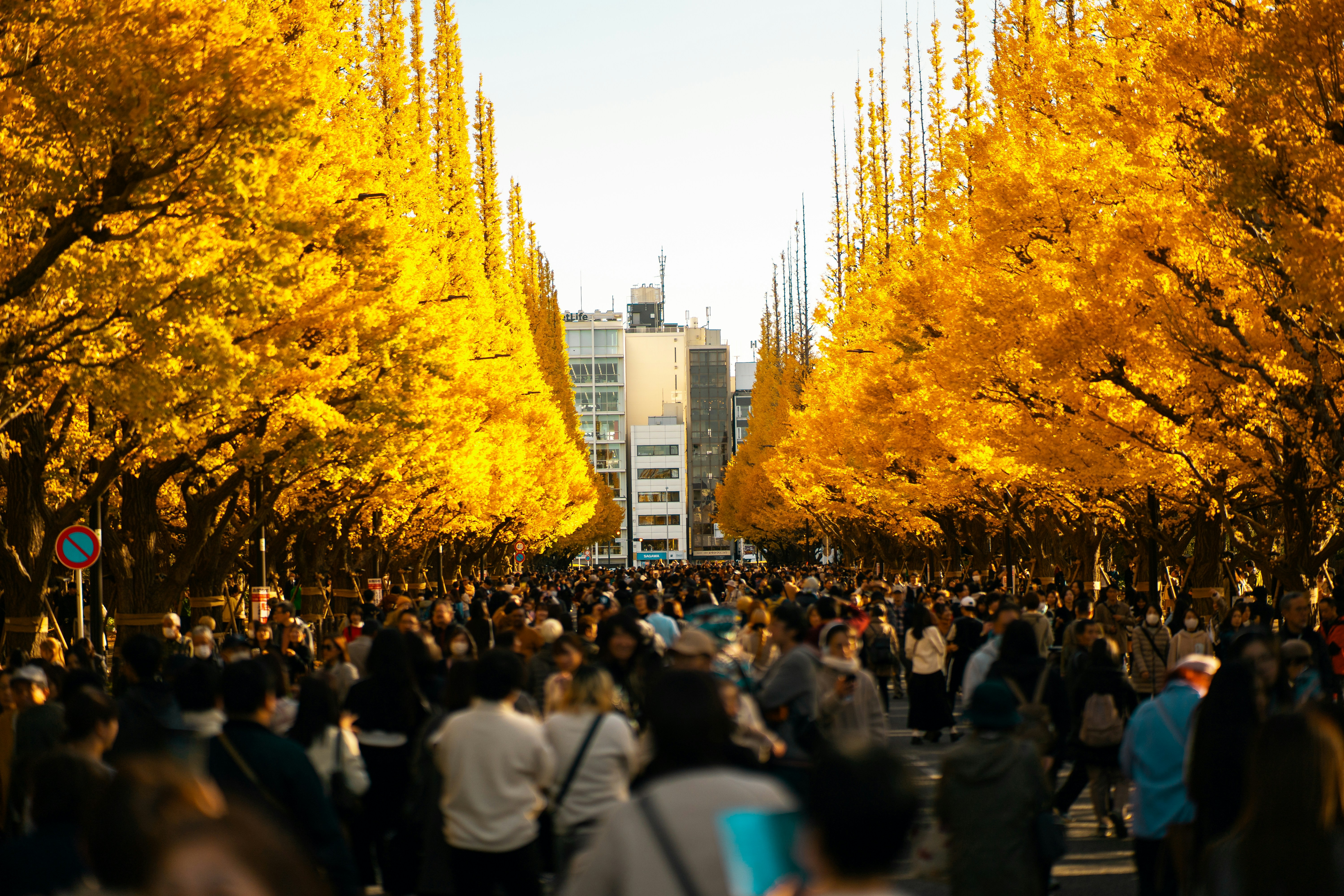 Early autumn colour in Shinjuku Gyoen National Garden