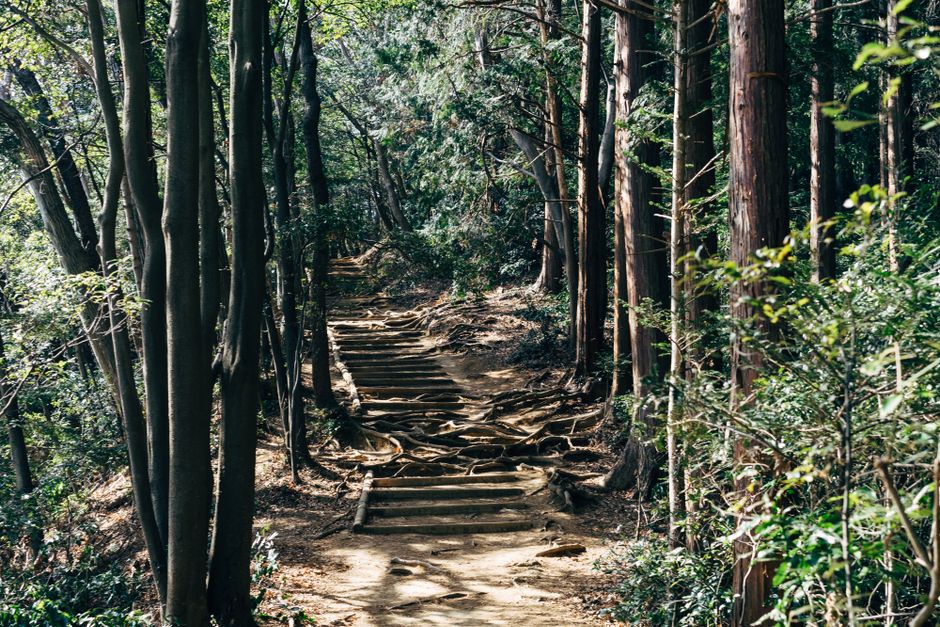 Stone steps rising through cedar forest on Mt Takao Trail 1