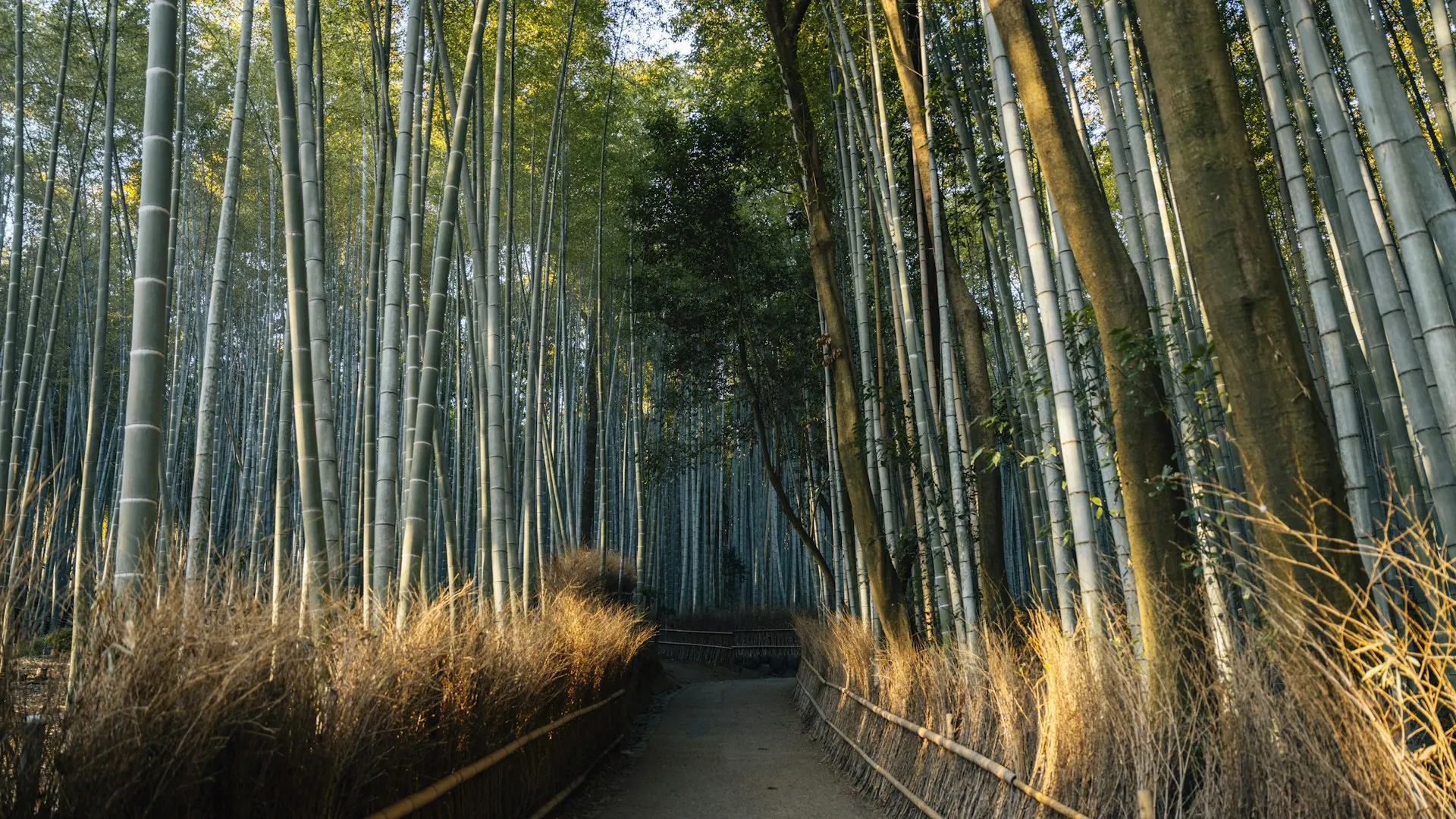 Arashiyama bamboo grove at dawn