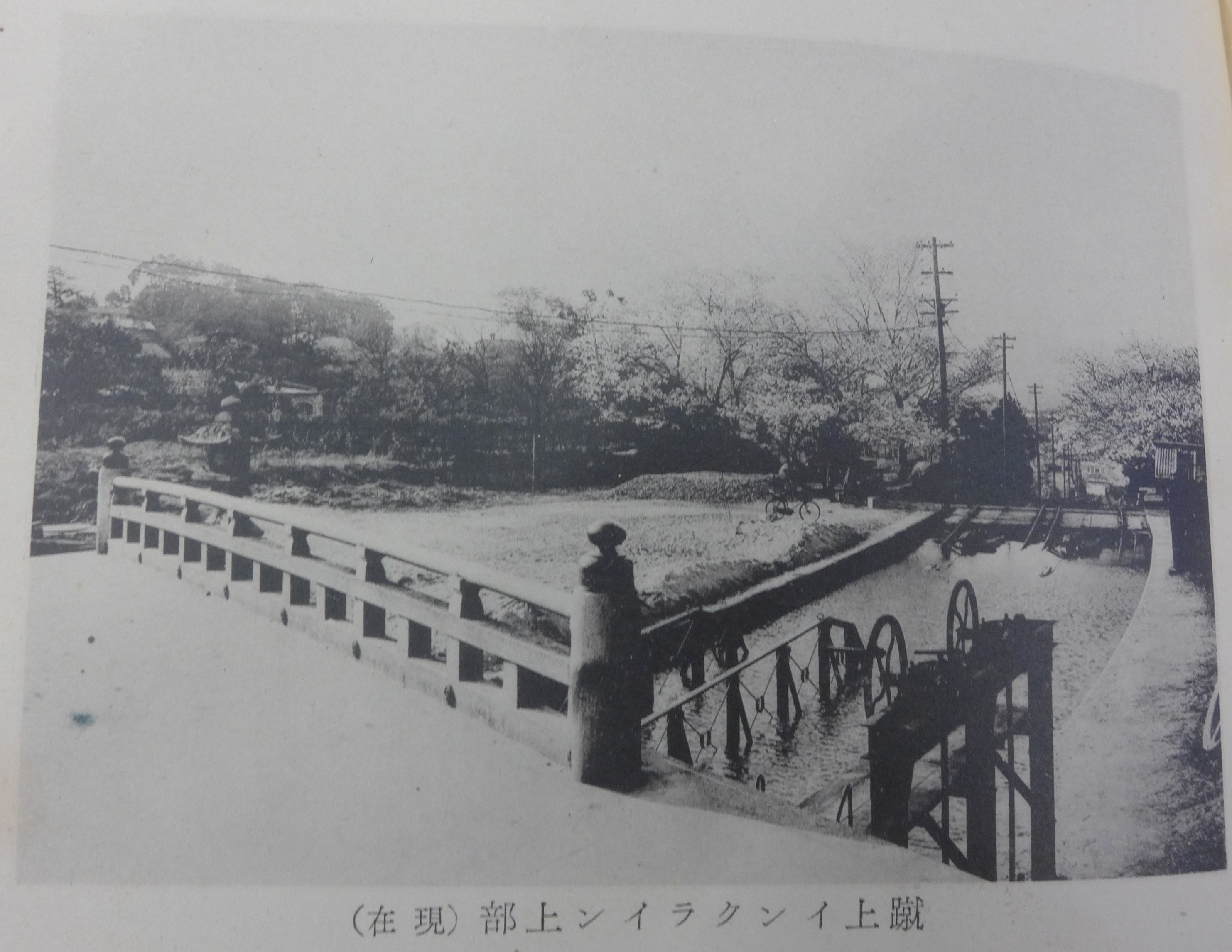 Disused rails of the Keage Incline between cherry trees