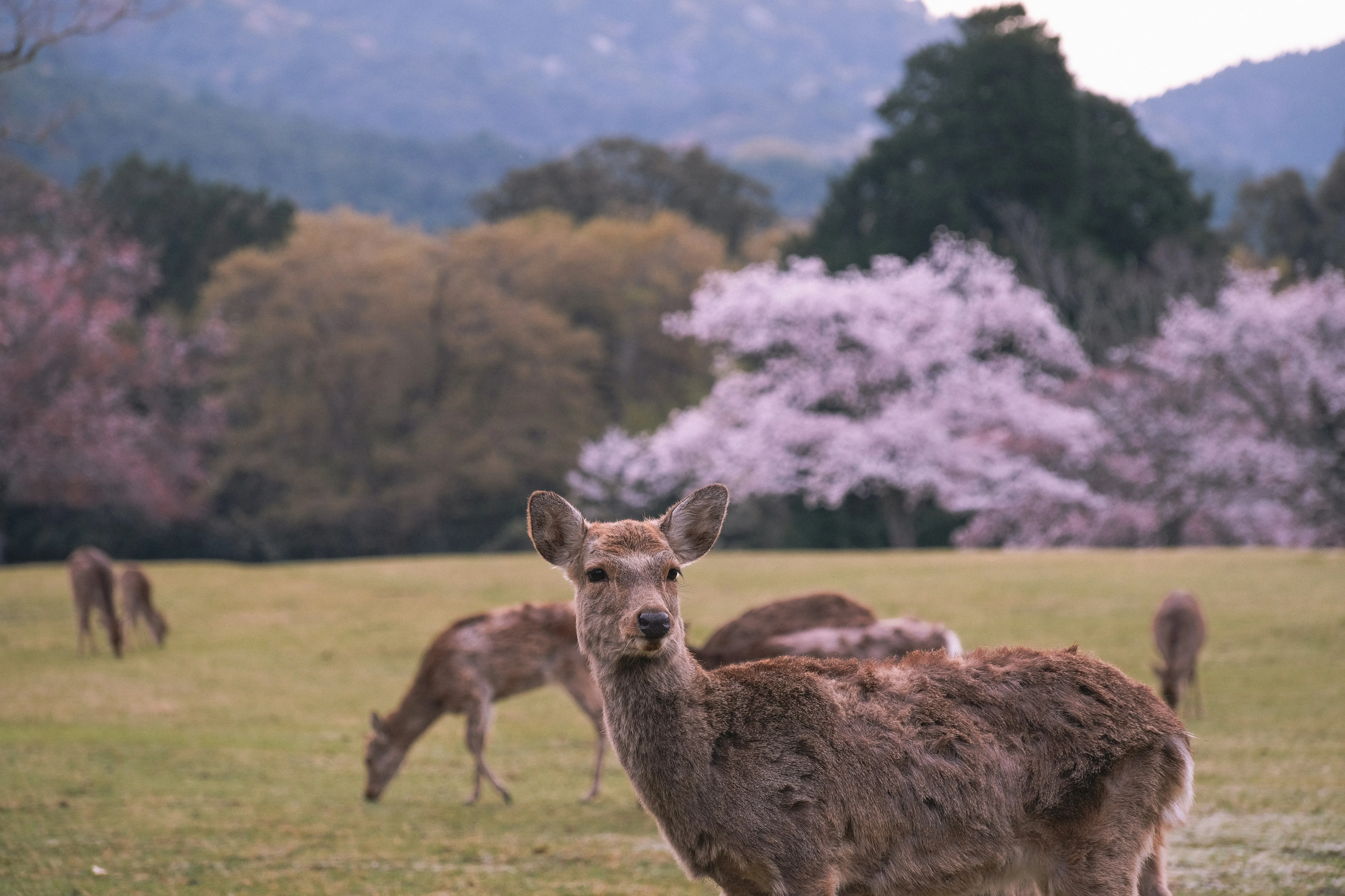 Nara deer park: the complete guide (including the side most visitors miss)
