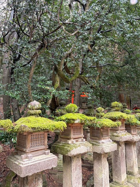 Stone lanterns along the forested approach to Kasugataisha Shrine