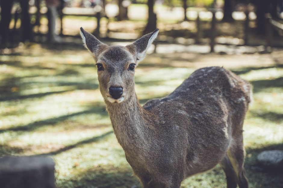 Sika deer grazing on the lawns of Nara deer park