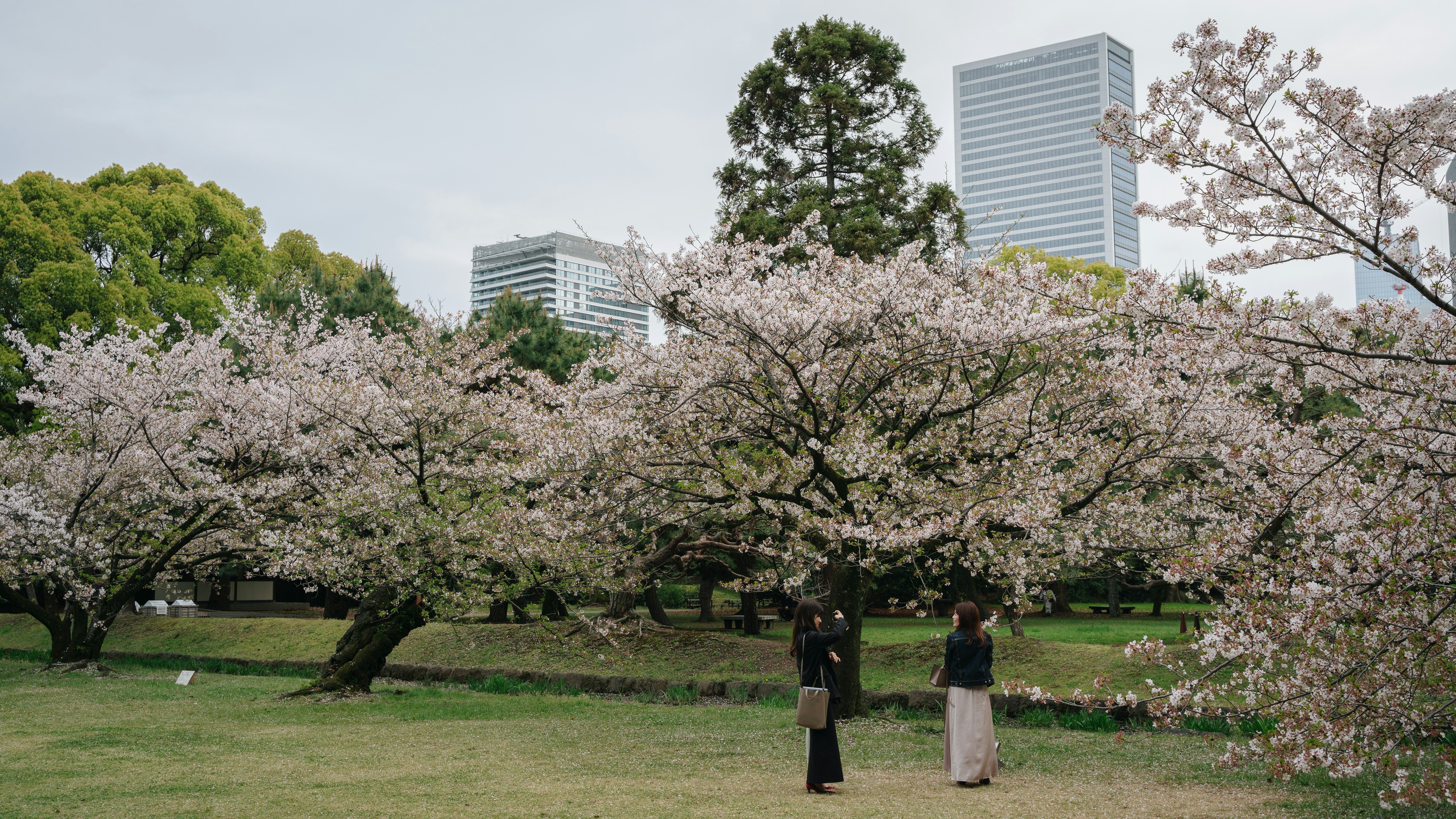 Akasaka Sacas plaza with sakura