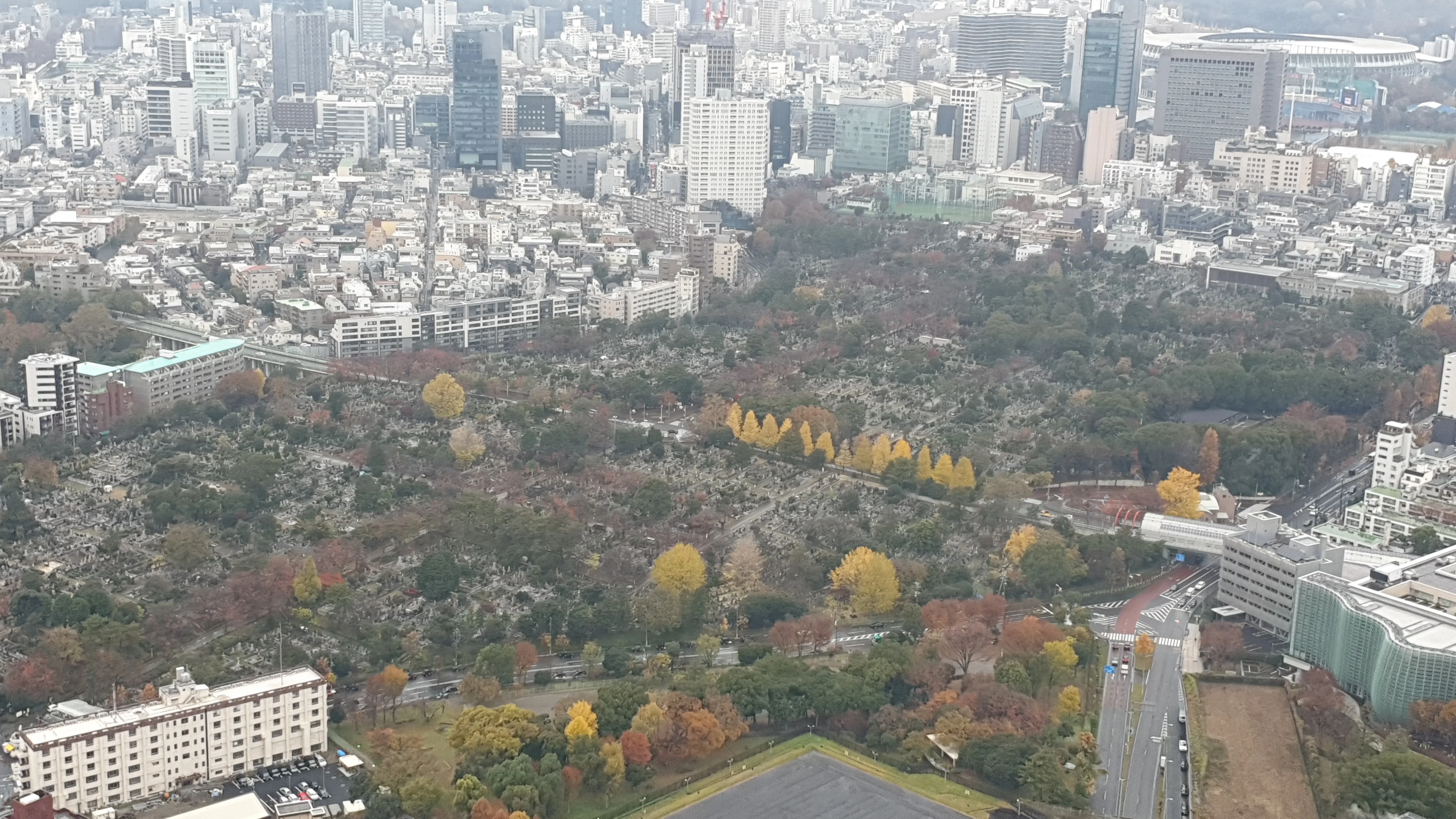 Aoyama Cemetery sakura avenue