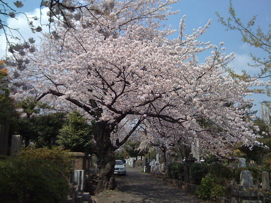 Aoyama Cemetery central sakura avenue