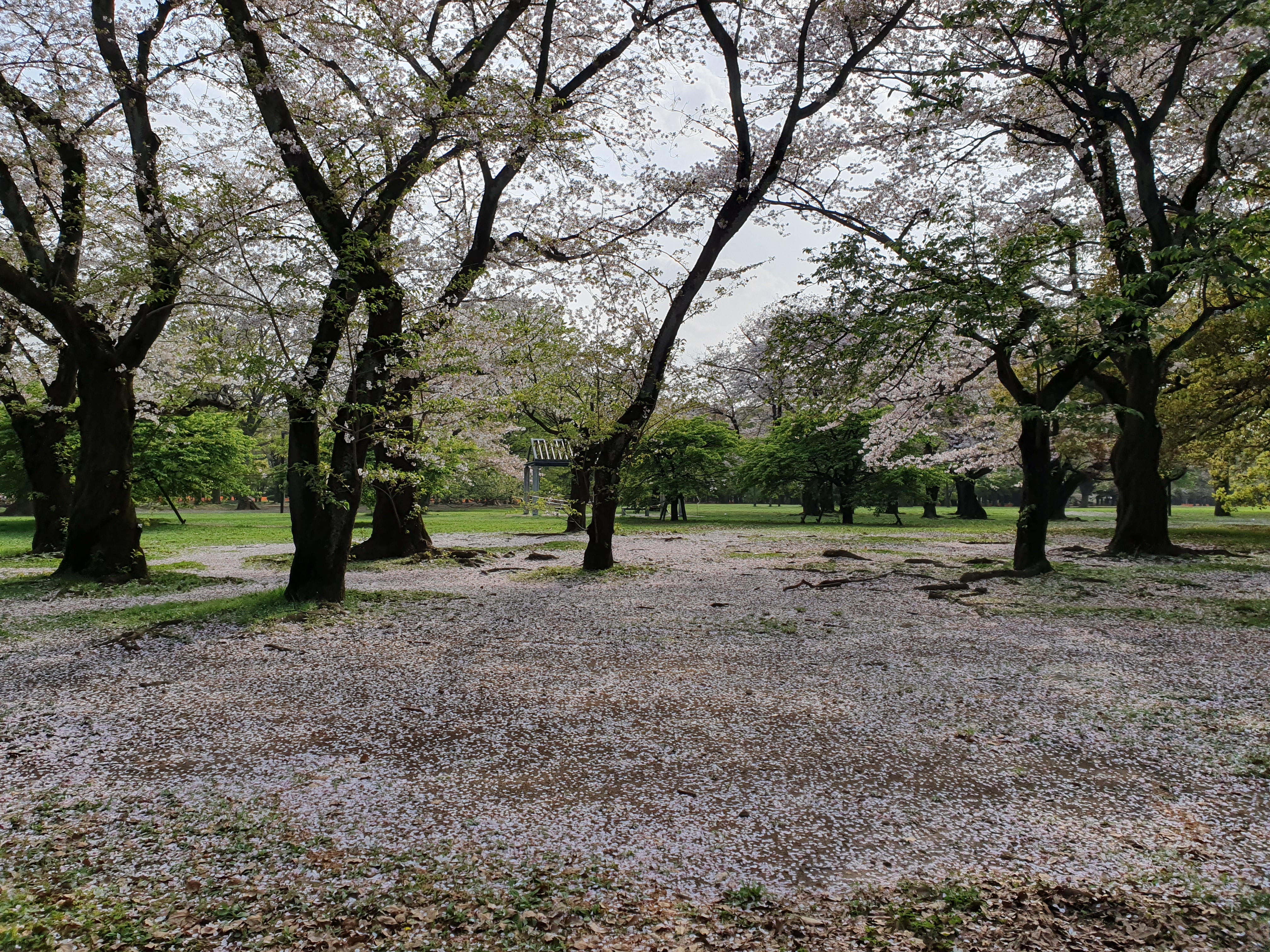 Yoyogi Park central lawn on Sunday afternoon
