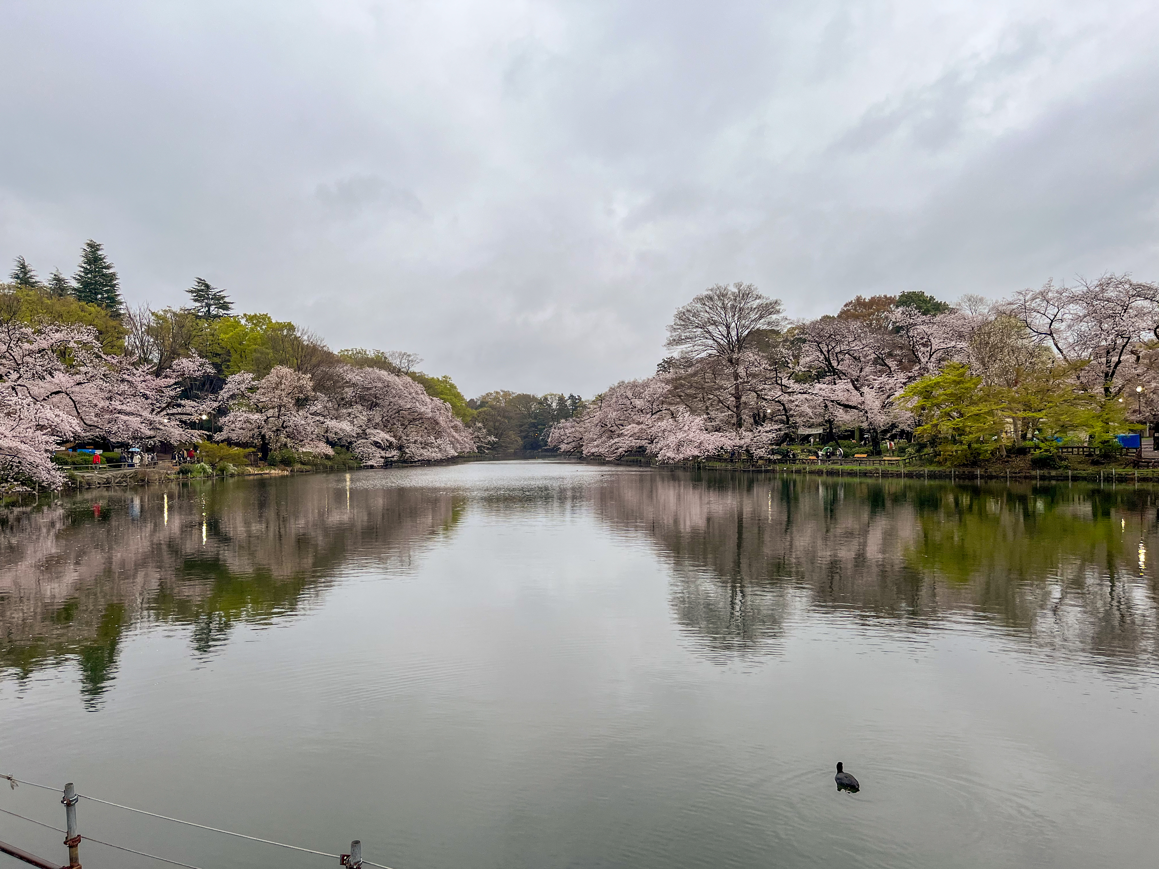 Inokashira Park pond with swan boats and sakura