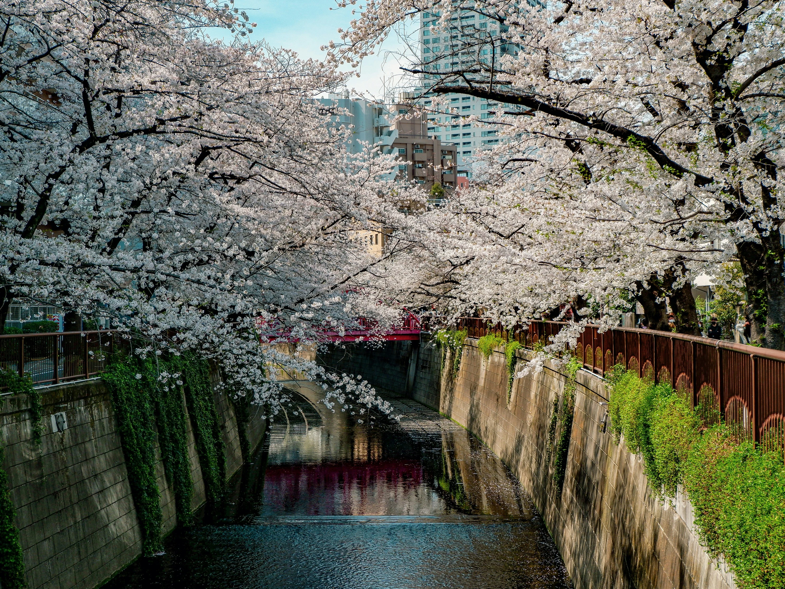 Meguro river canal sakura at night