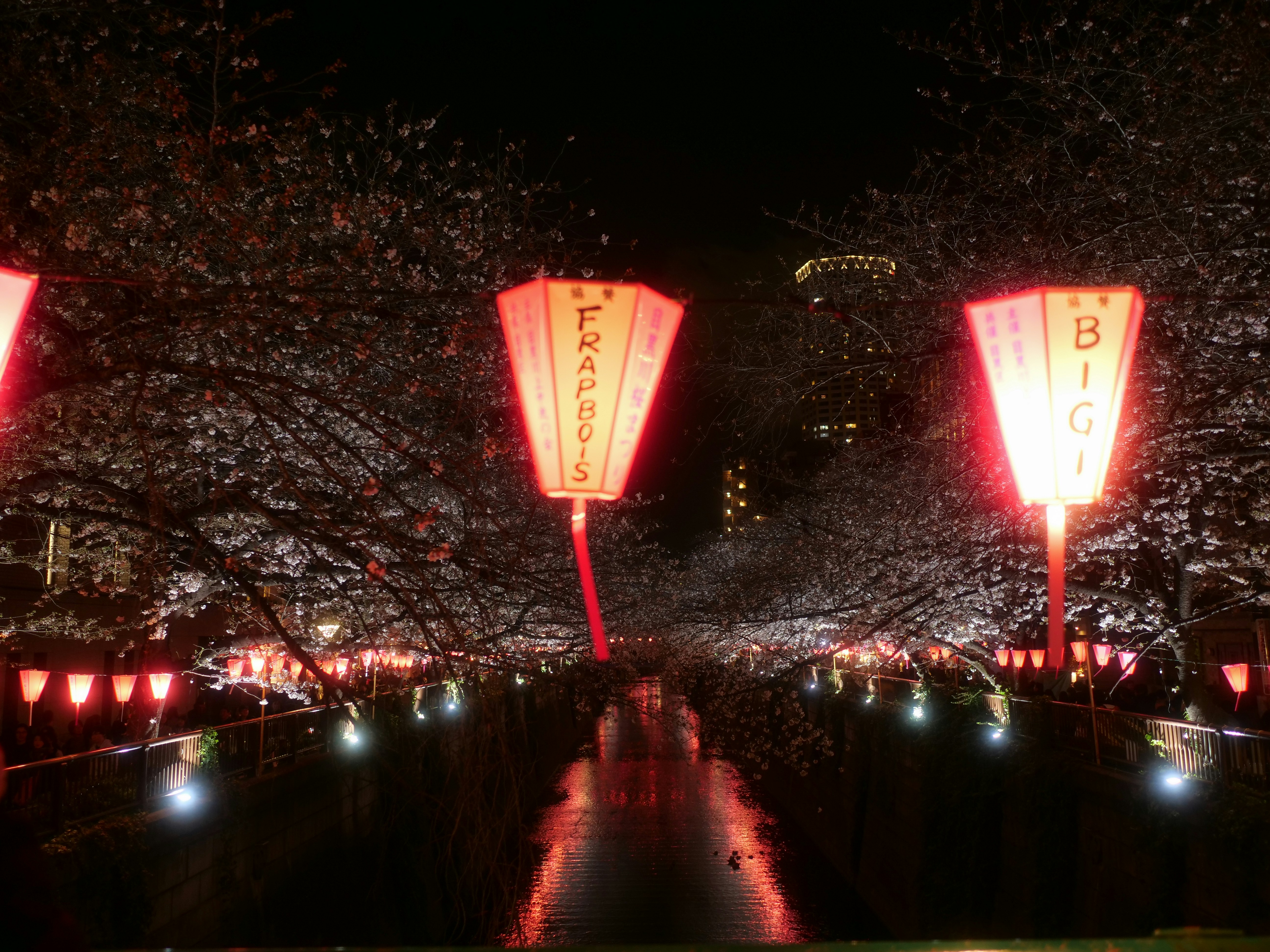 Meguro river canal sakura with red lanterns