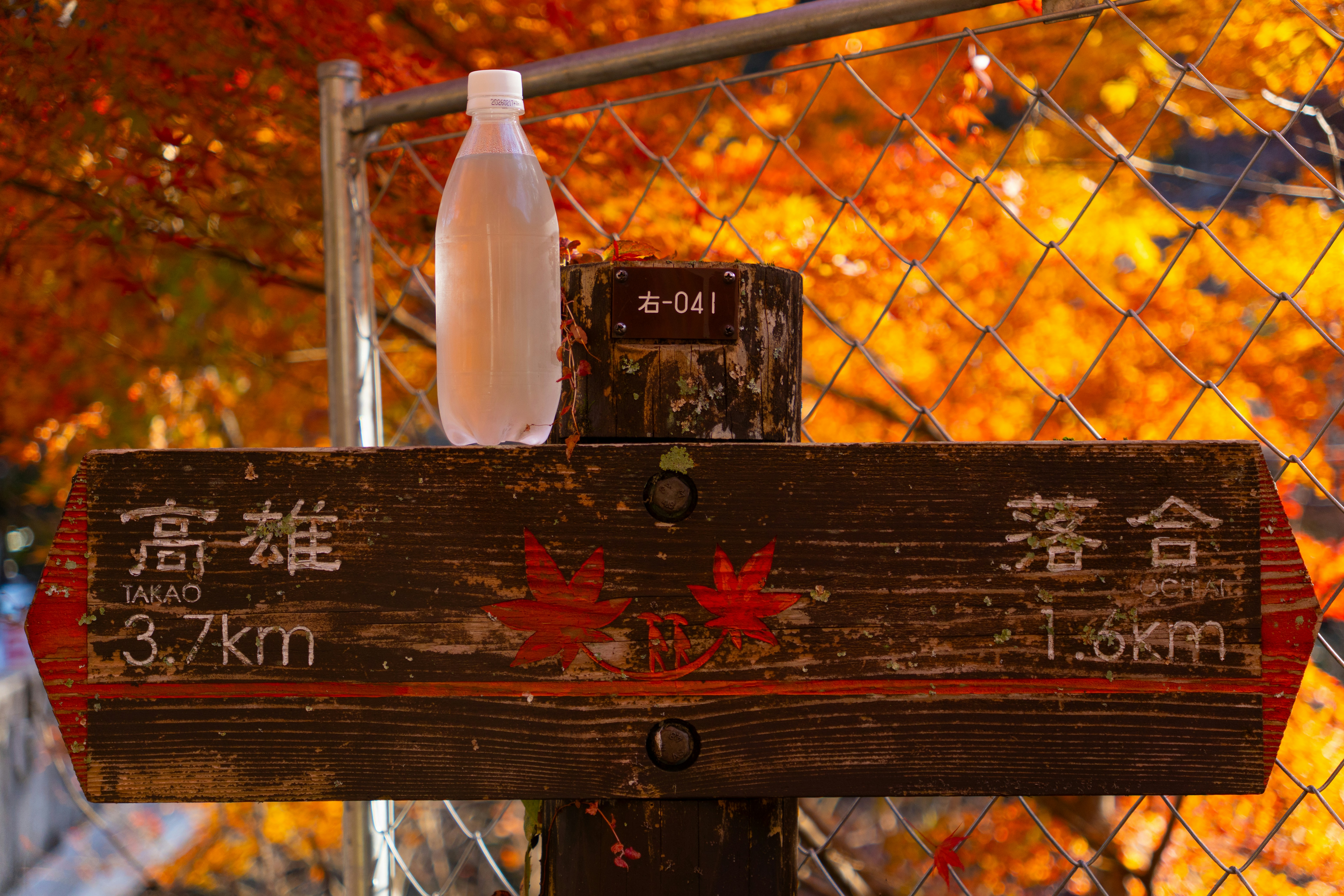 Mt Takao trail through autumn maple forest