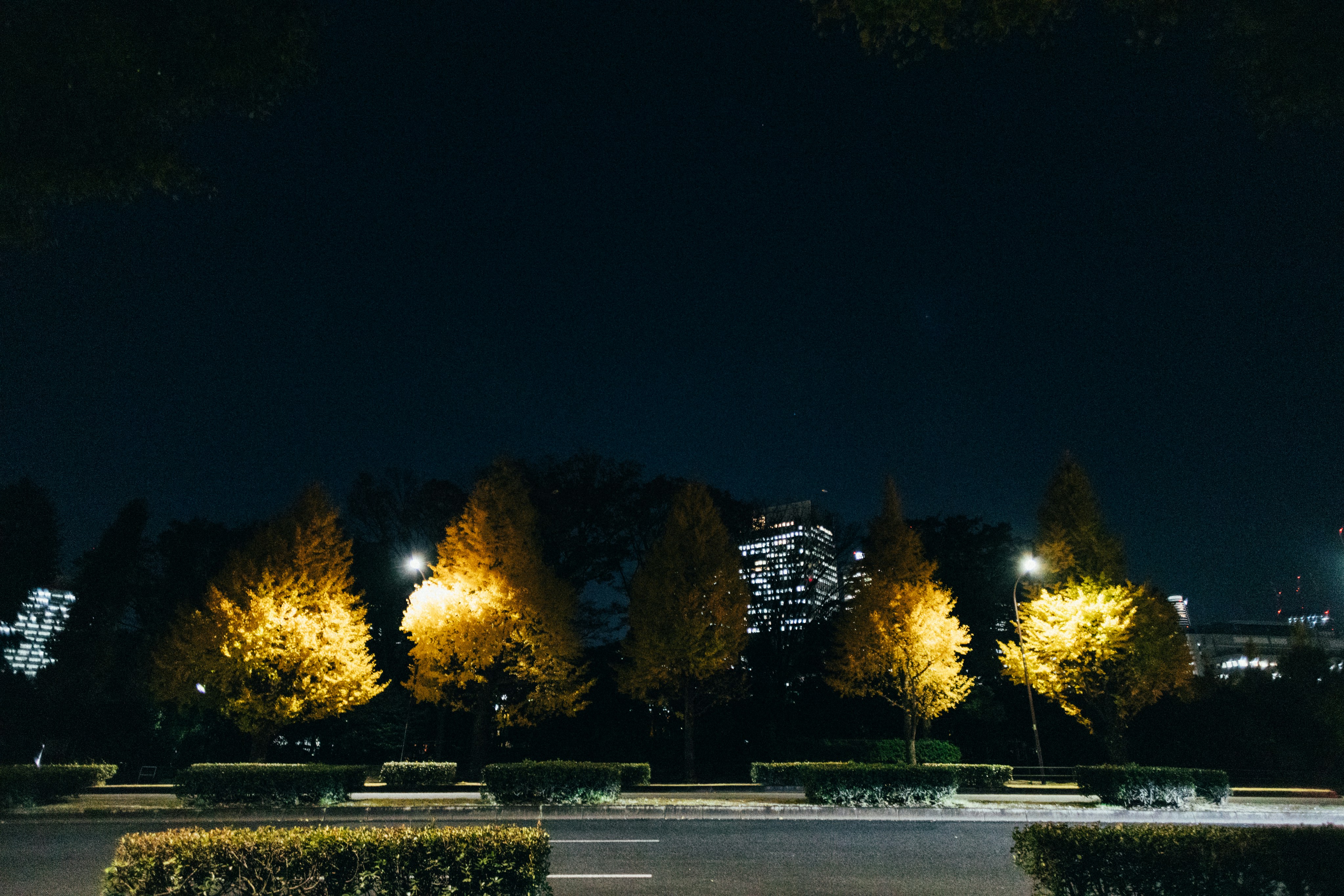 Omotesando boulevard at evening