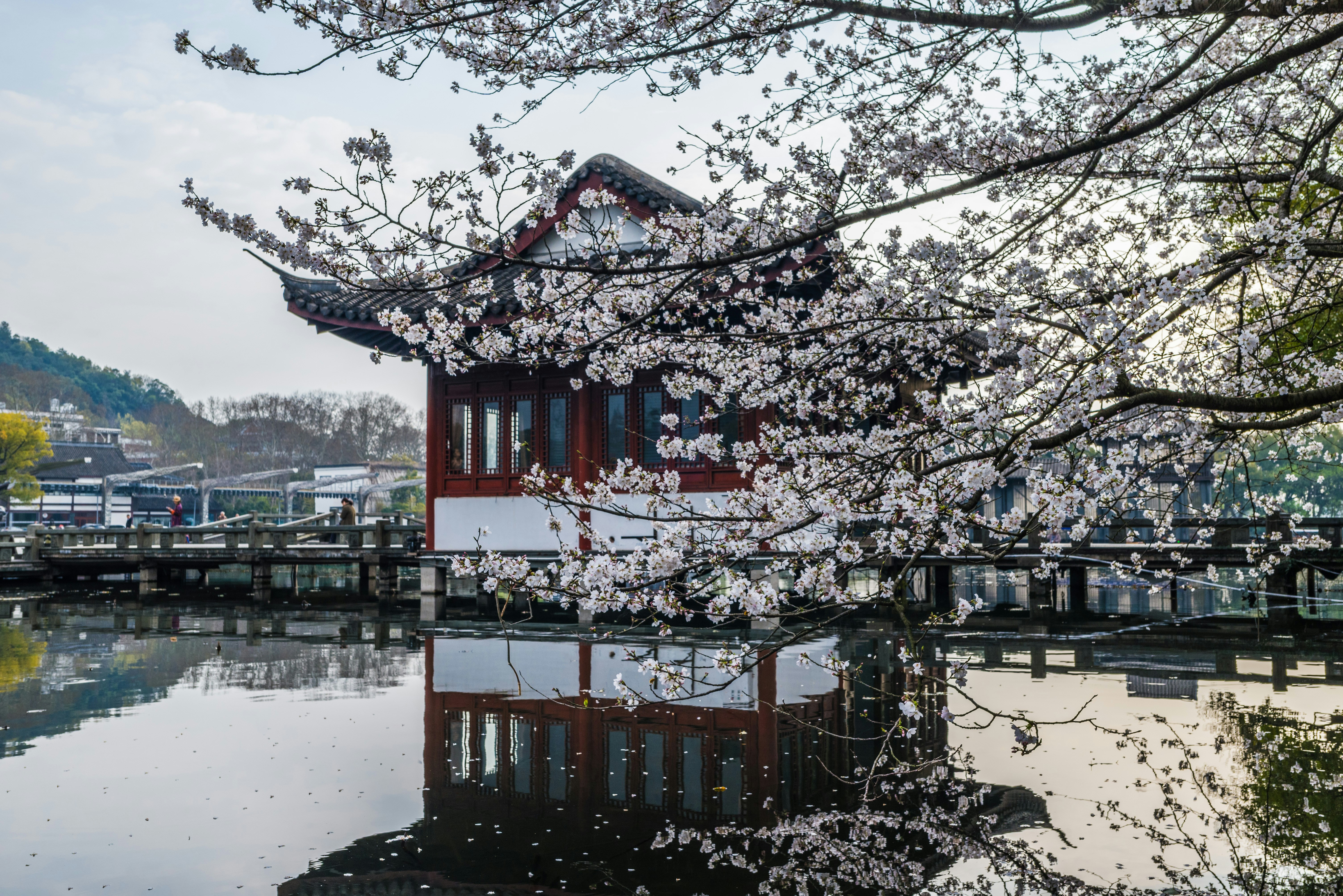Taiwan Paviljoen bij Shinjuku Gyoen tijdens kersenbloesem