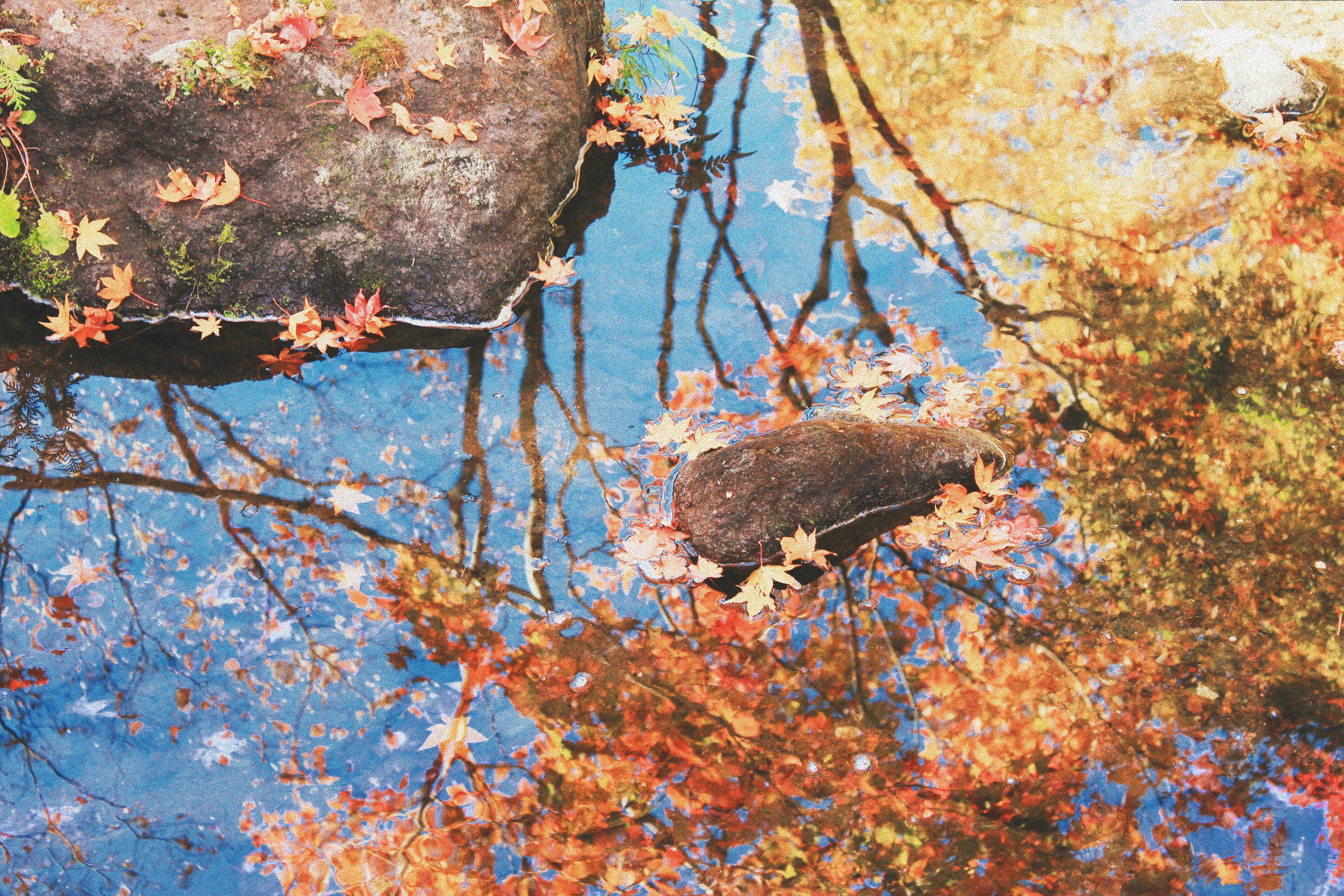 Rikugien Tuin in herfst met esdoorn-bladeren