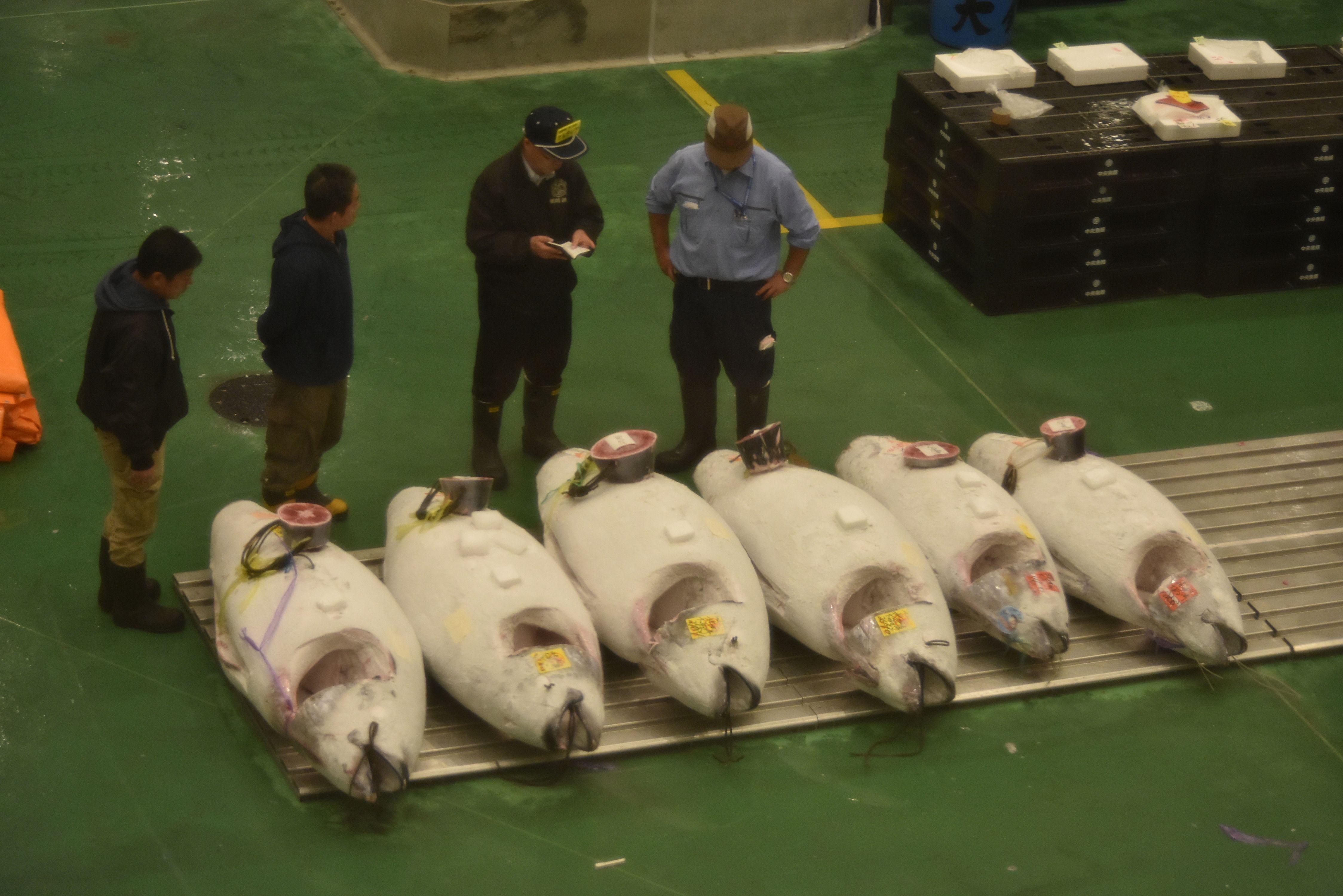 Toyosu Market tuna auction floor from viewing deck
