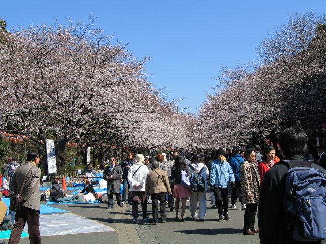 Ueno Park Sakura-Tunnel in voller Blüte