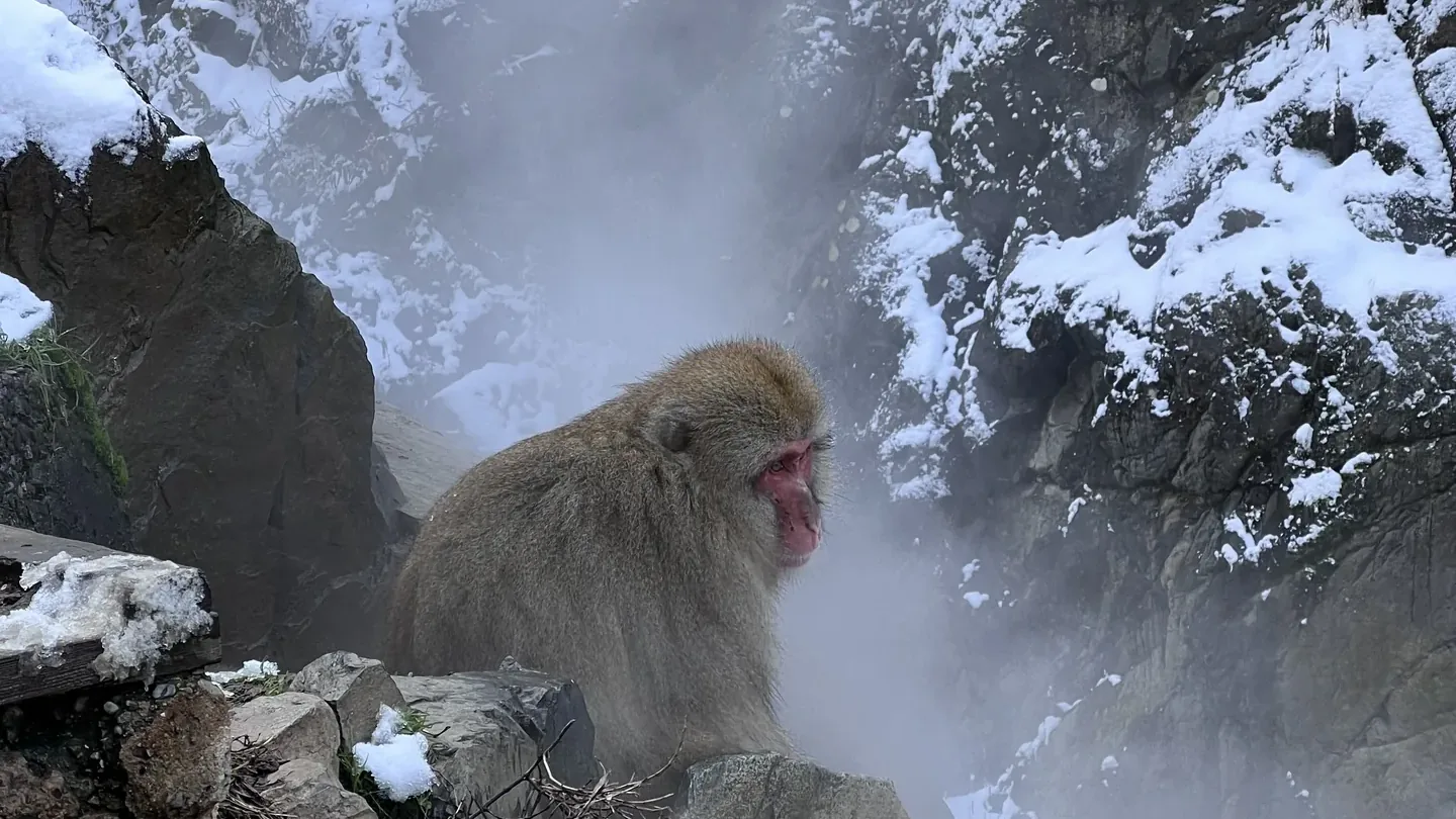 Jigokudani Monkey Park: what the photograph does not tell you