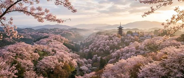 Cherry blossoms across a Kansai landscape