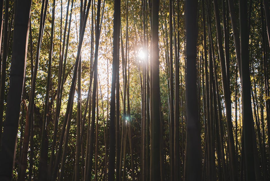 Arashiyama