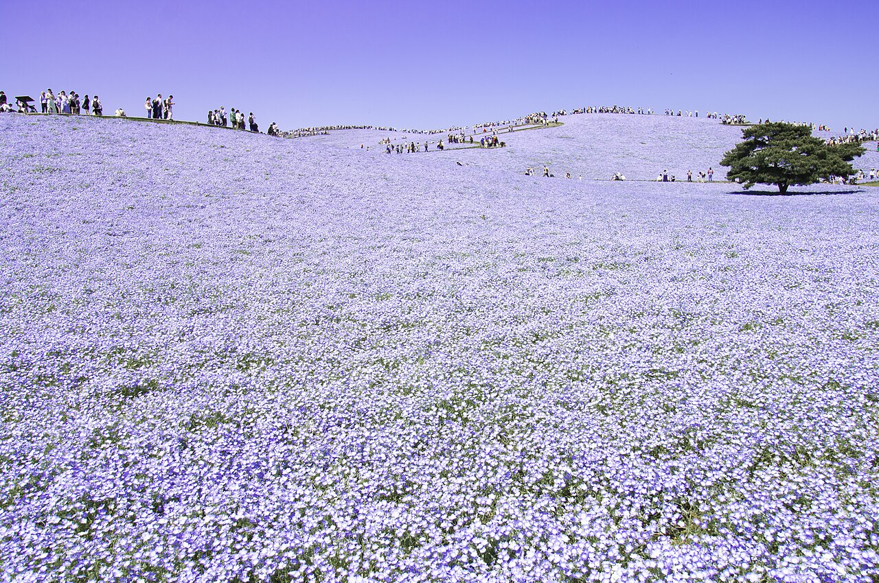 Hitachi Seaside Park