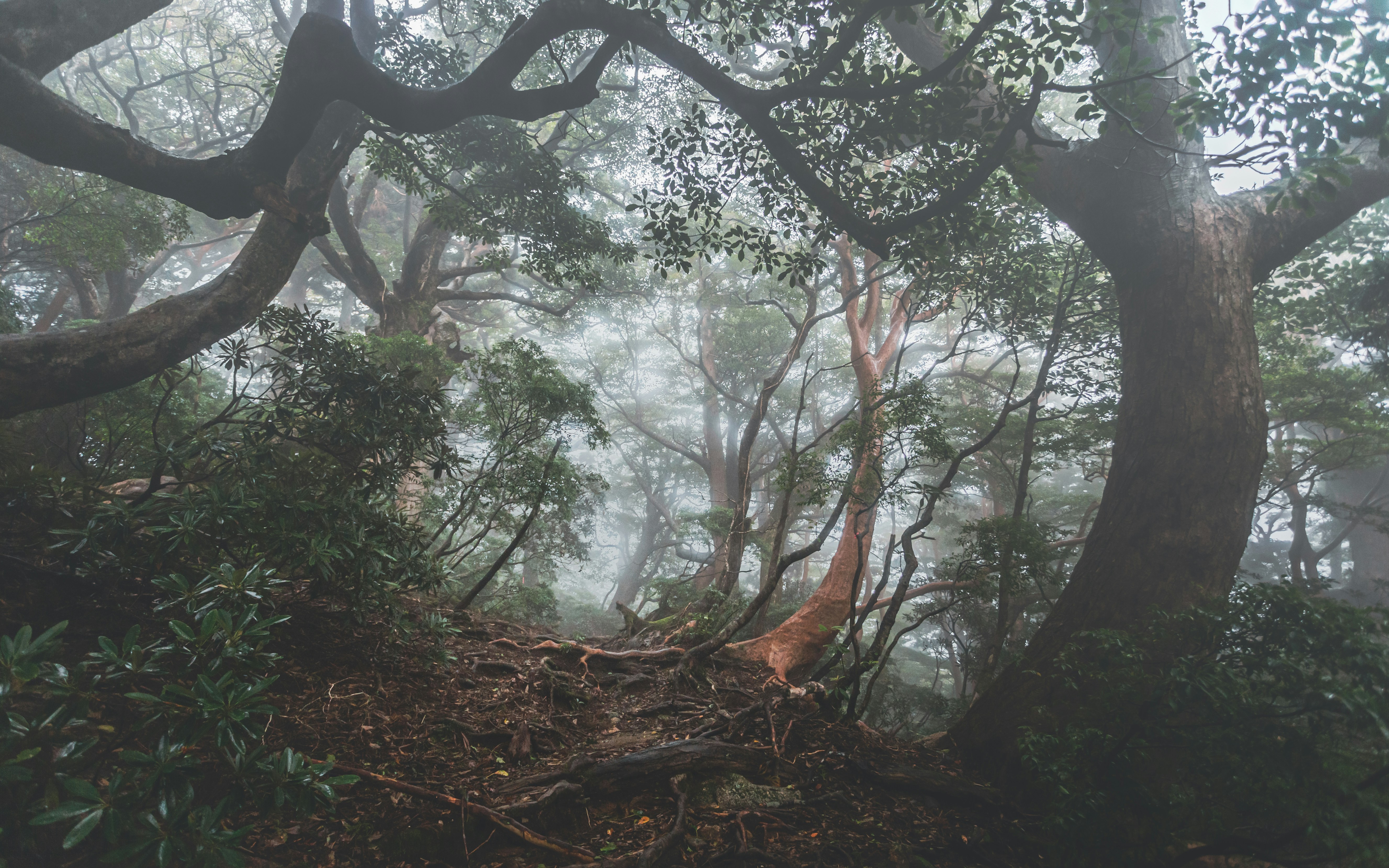 Yakushima Island