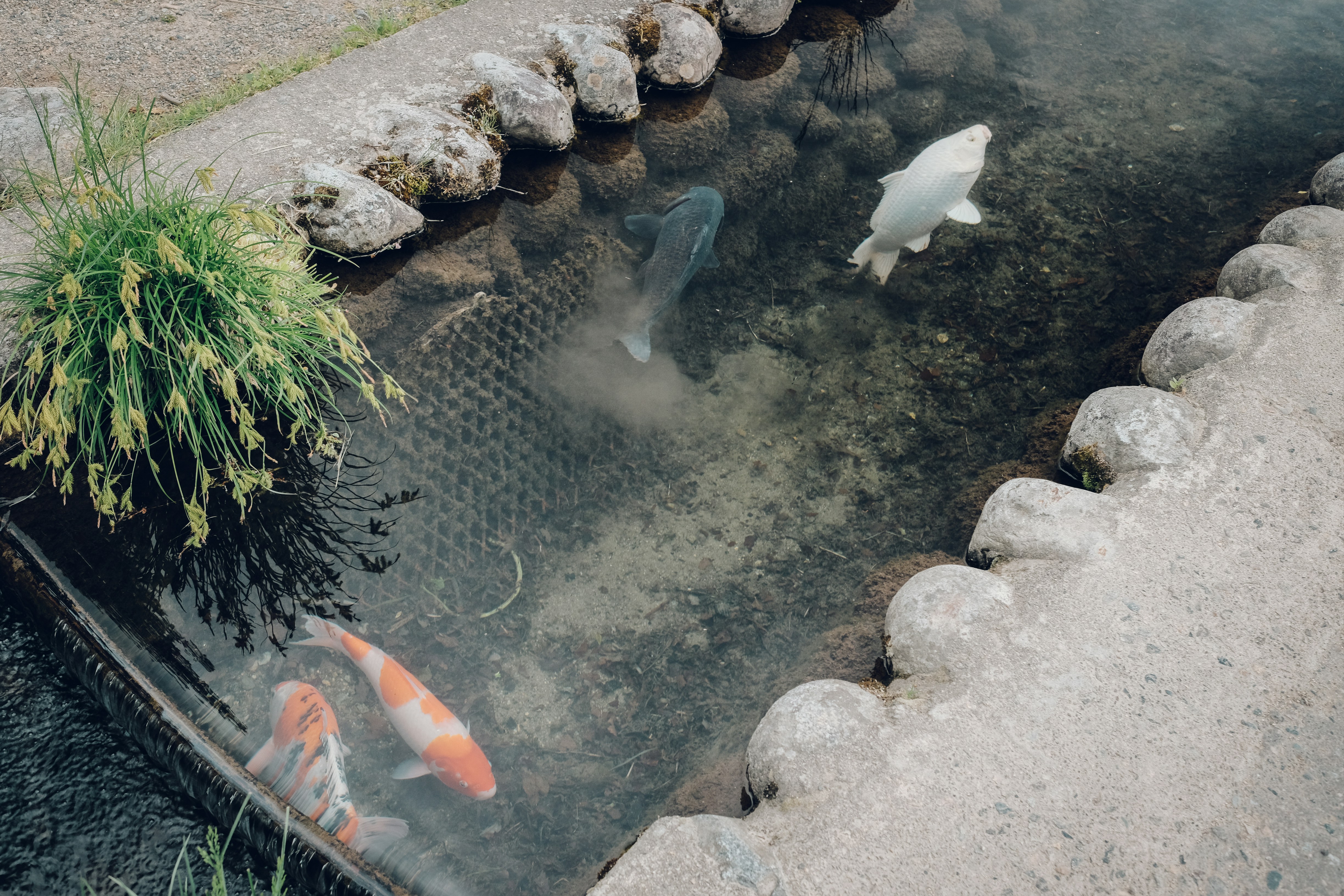 Koi-no-oyogu-machi (Carp Waterways)