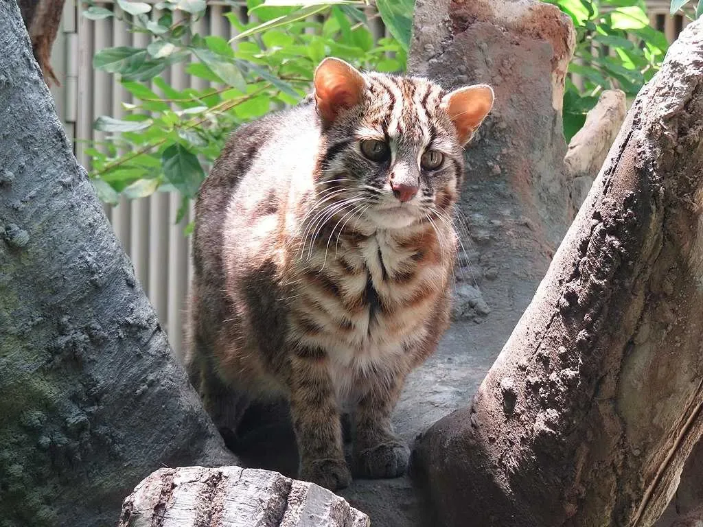 Tsushima Wildlife Center
