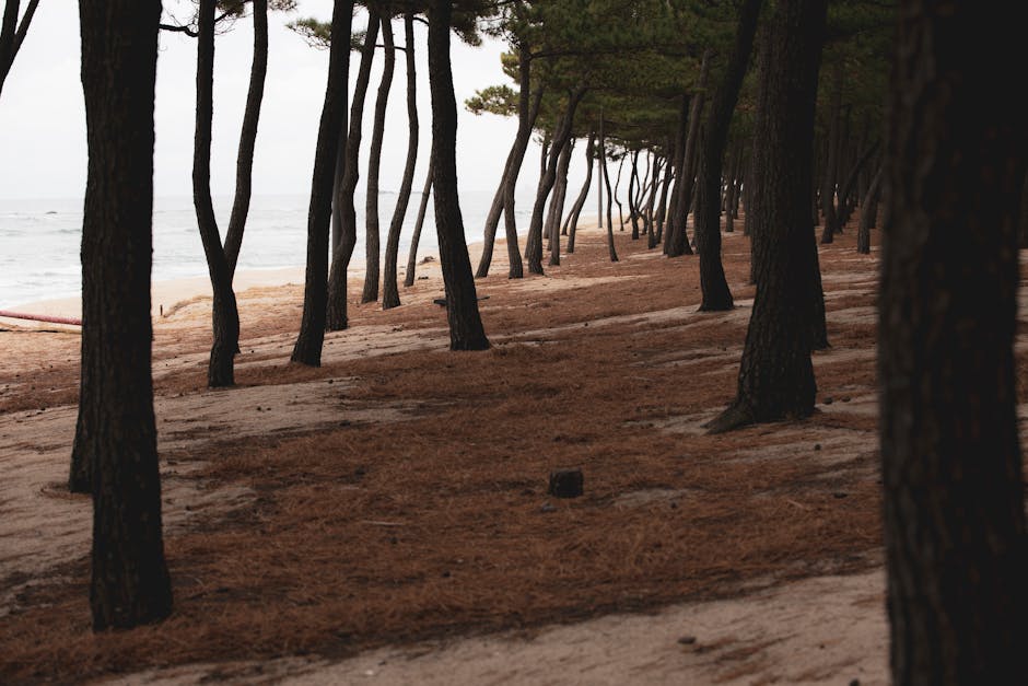 Niji-no-Matsubara Pine Grove