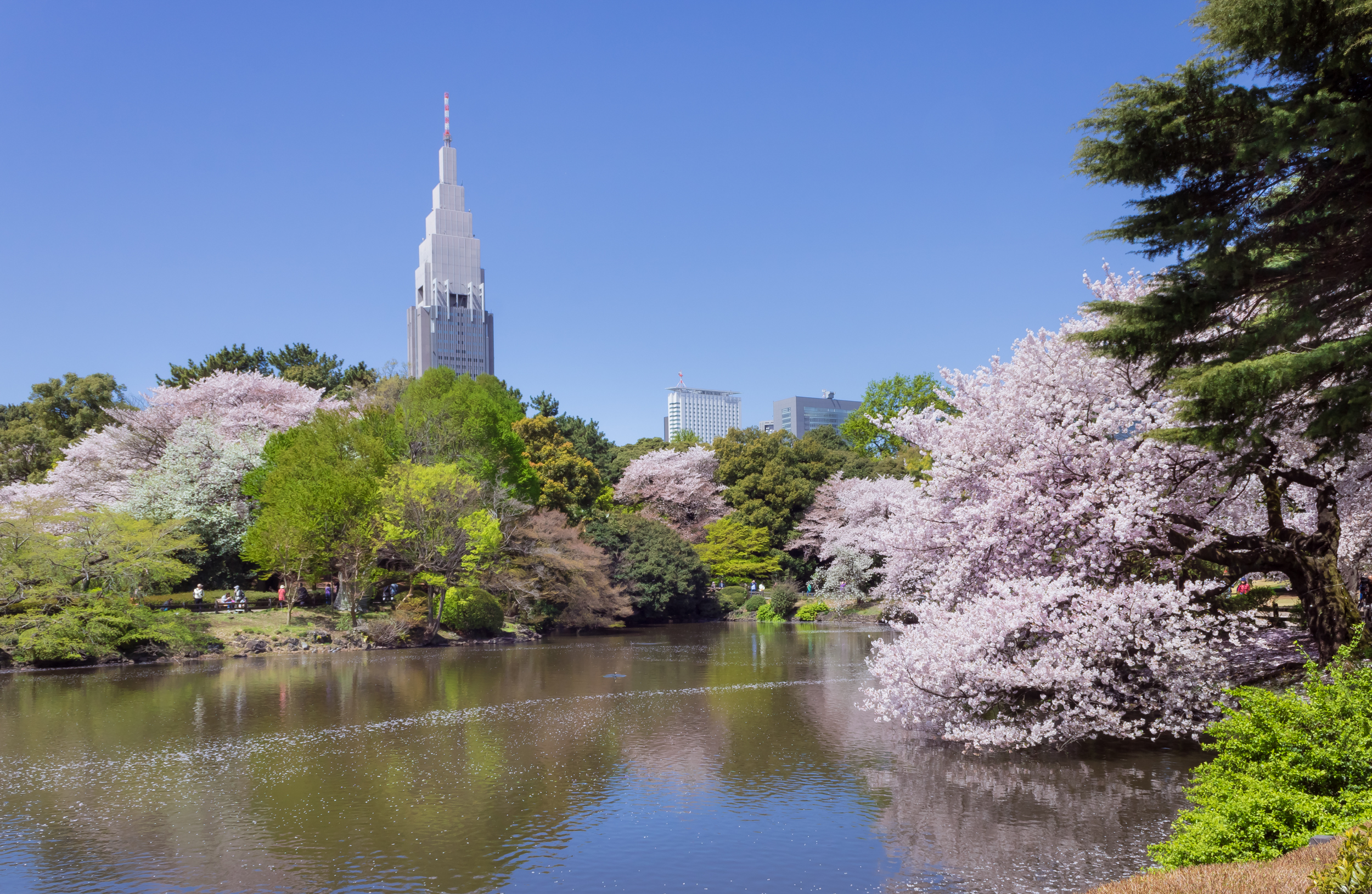 Cherry blossoms in Shinjuku Gyoen in early April
