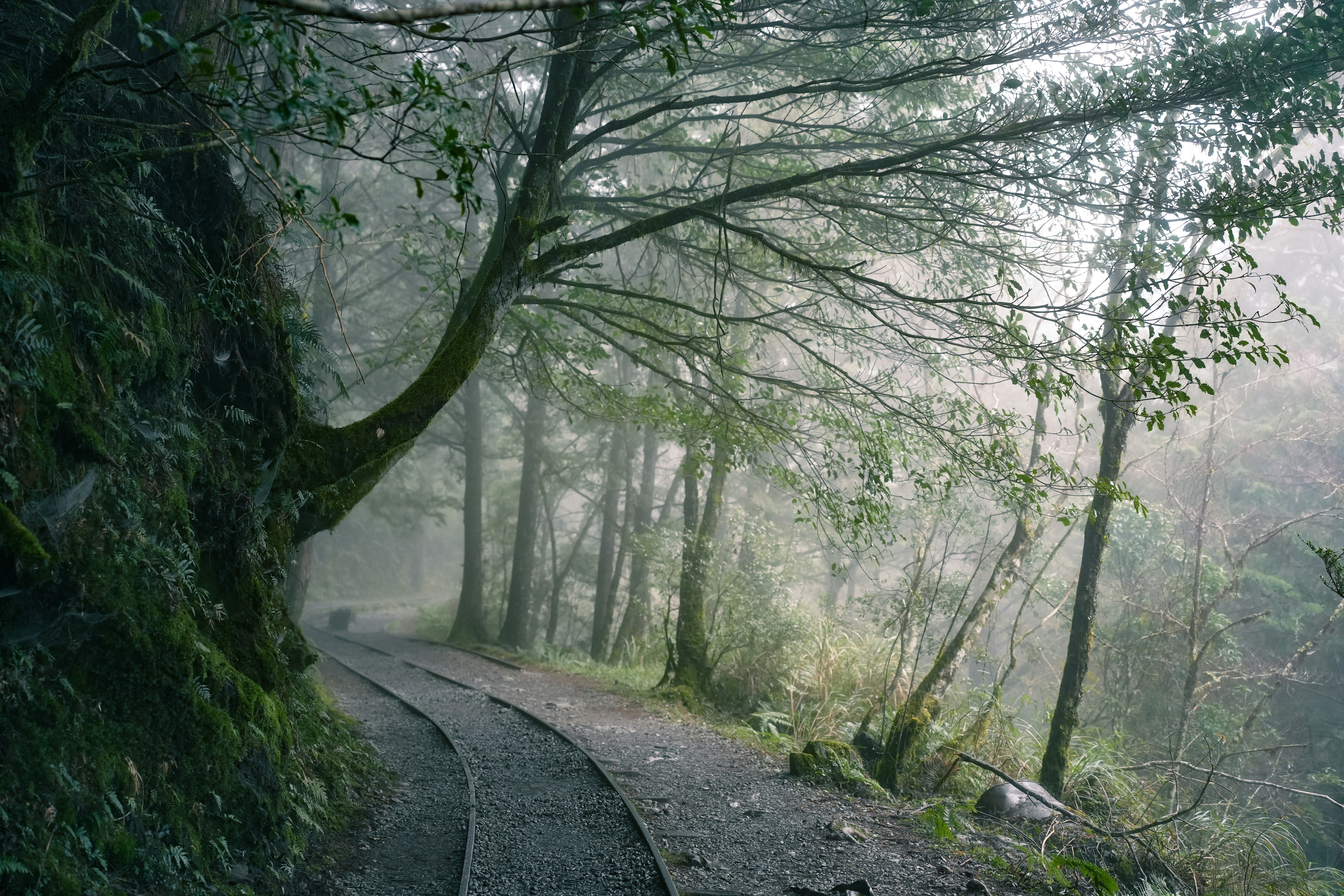 Hiker on a misty cedar-lined mountain trail in Japan