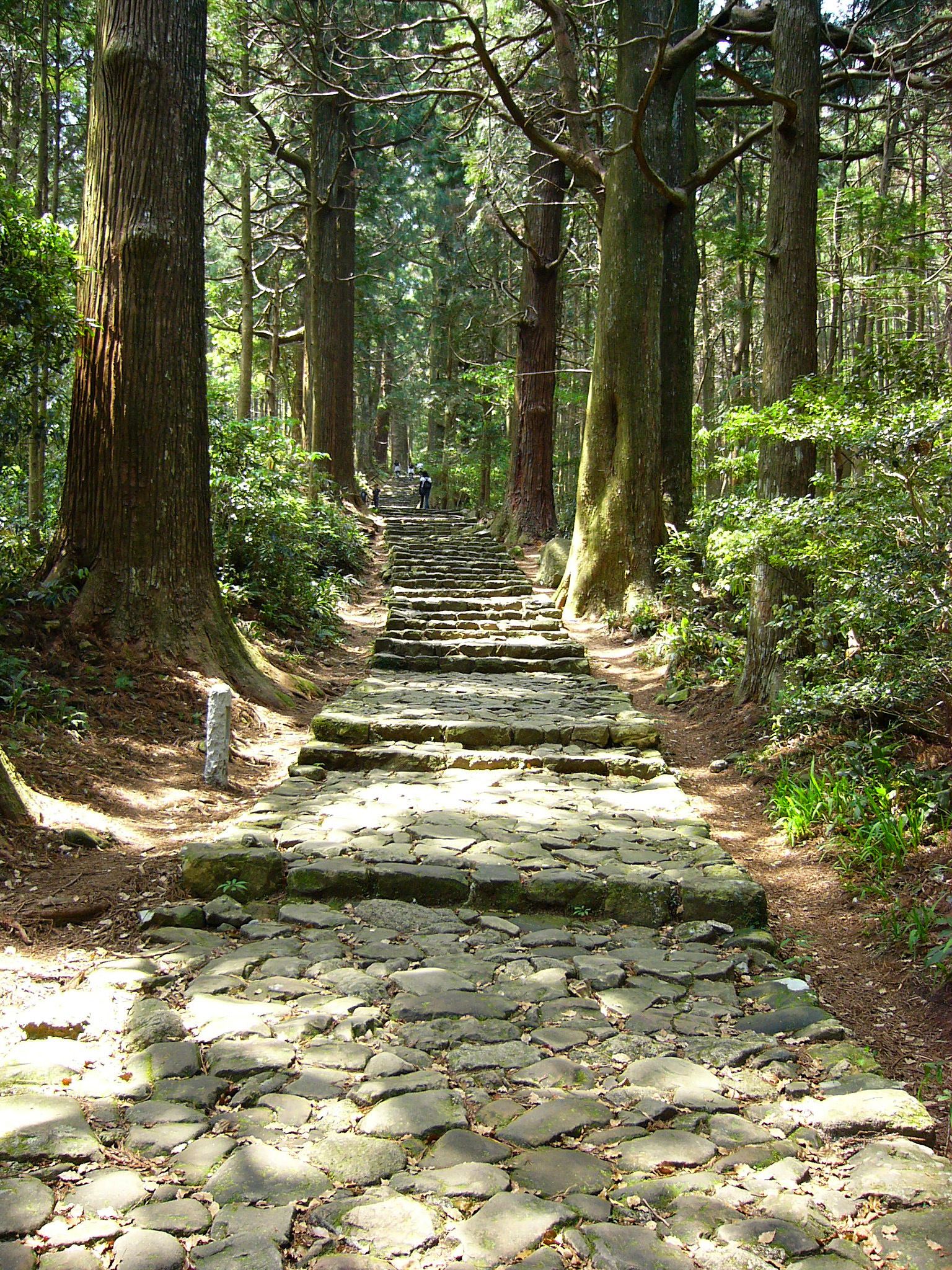 Stone-paved Kumano Kodo trail through cedar forest