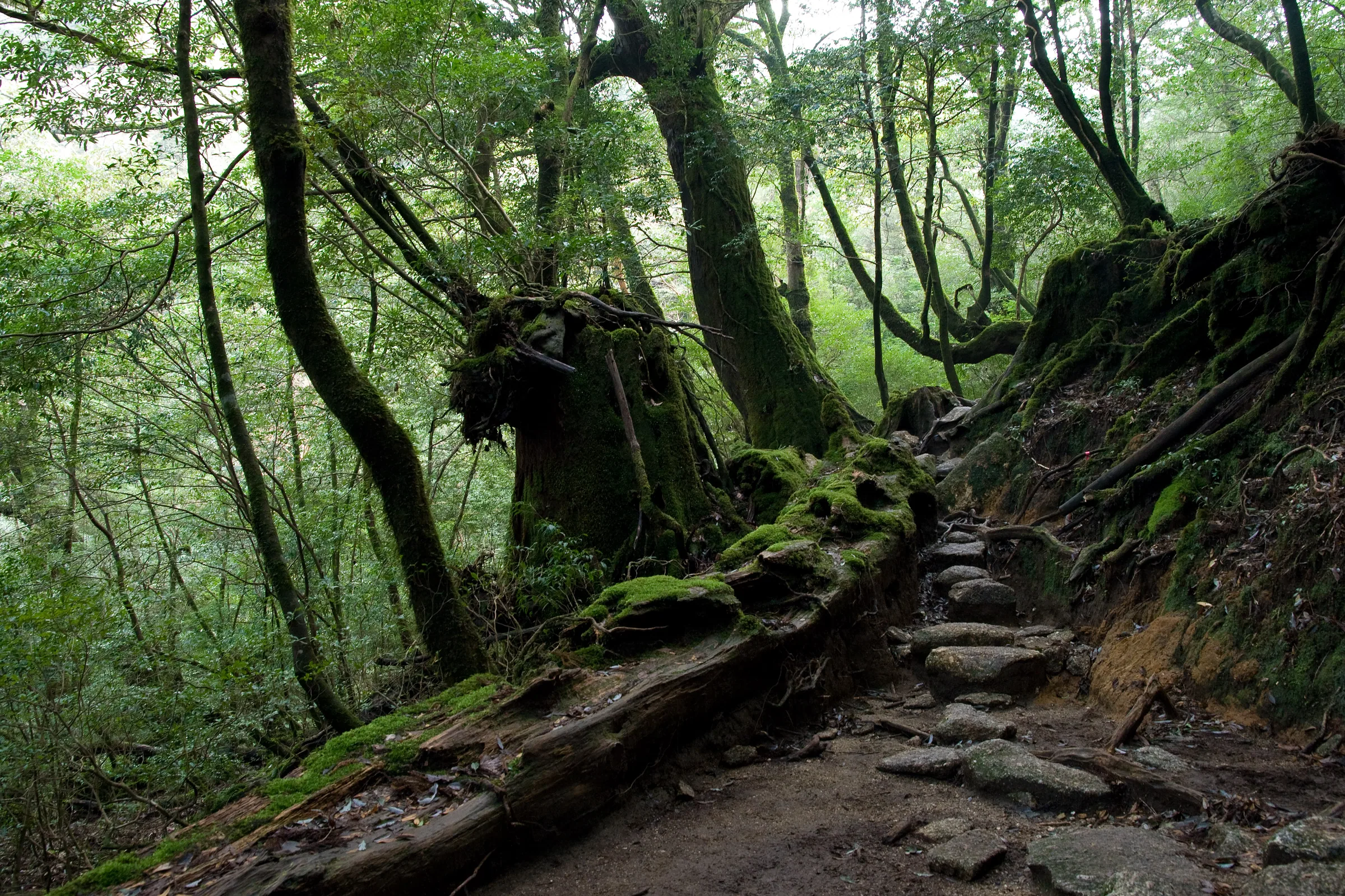 Moss-covered boulders and roots in the Shiratani Unsuikyo ravine