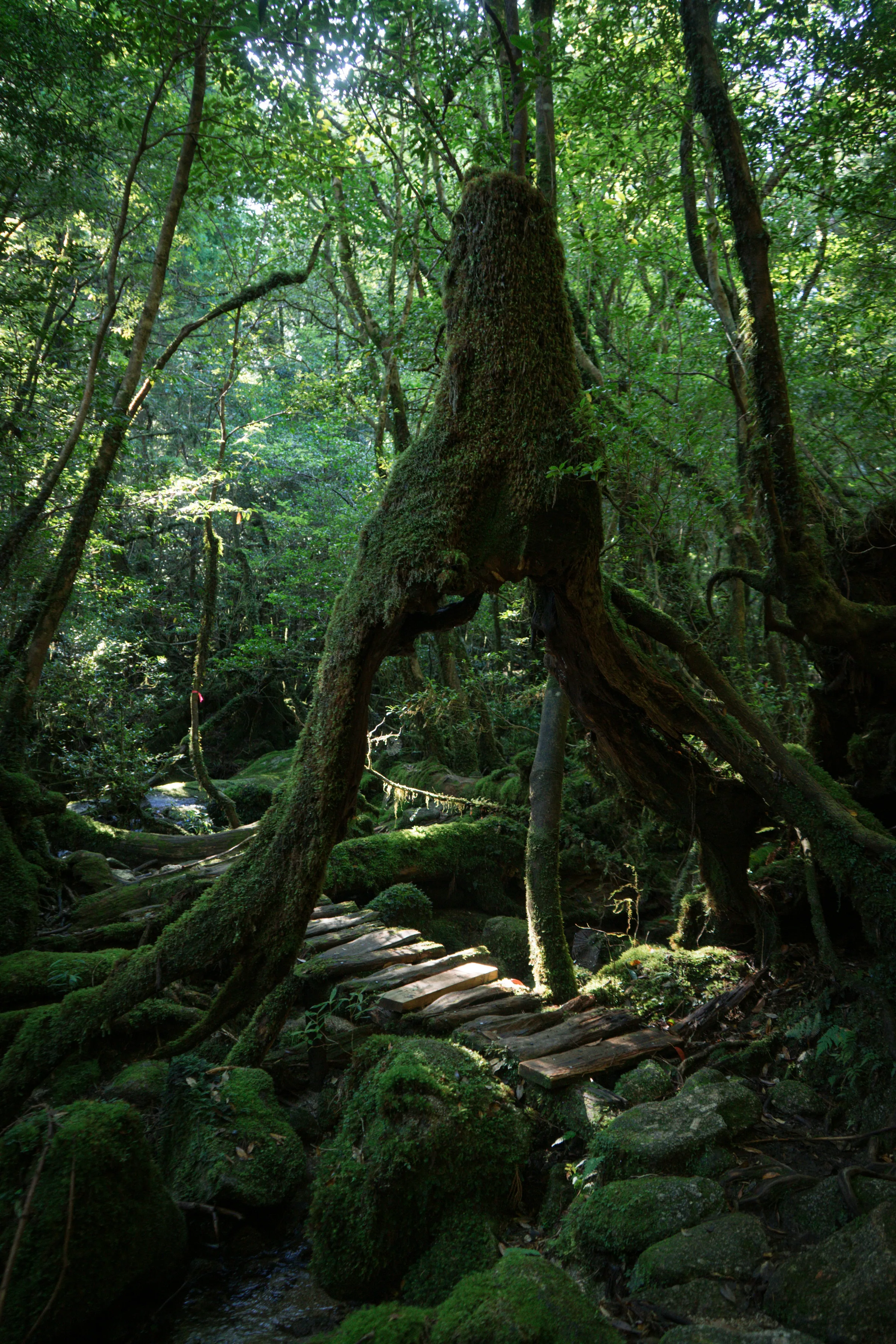 Forest trail through ancient cedars on Yakushima