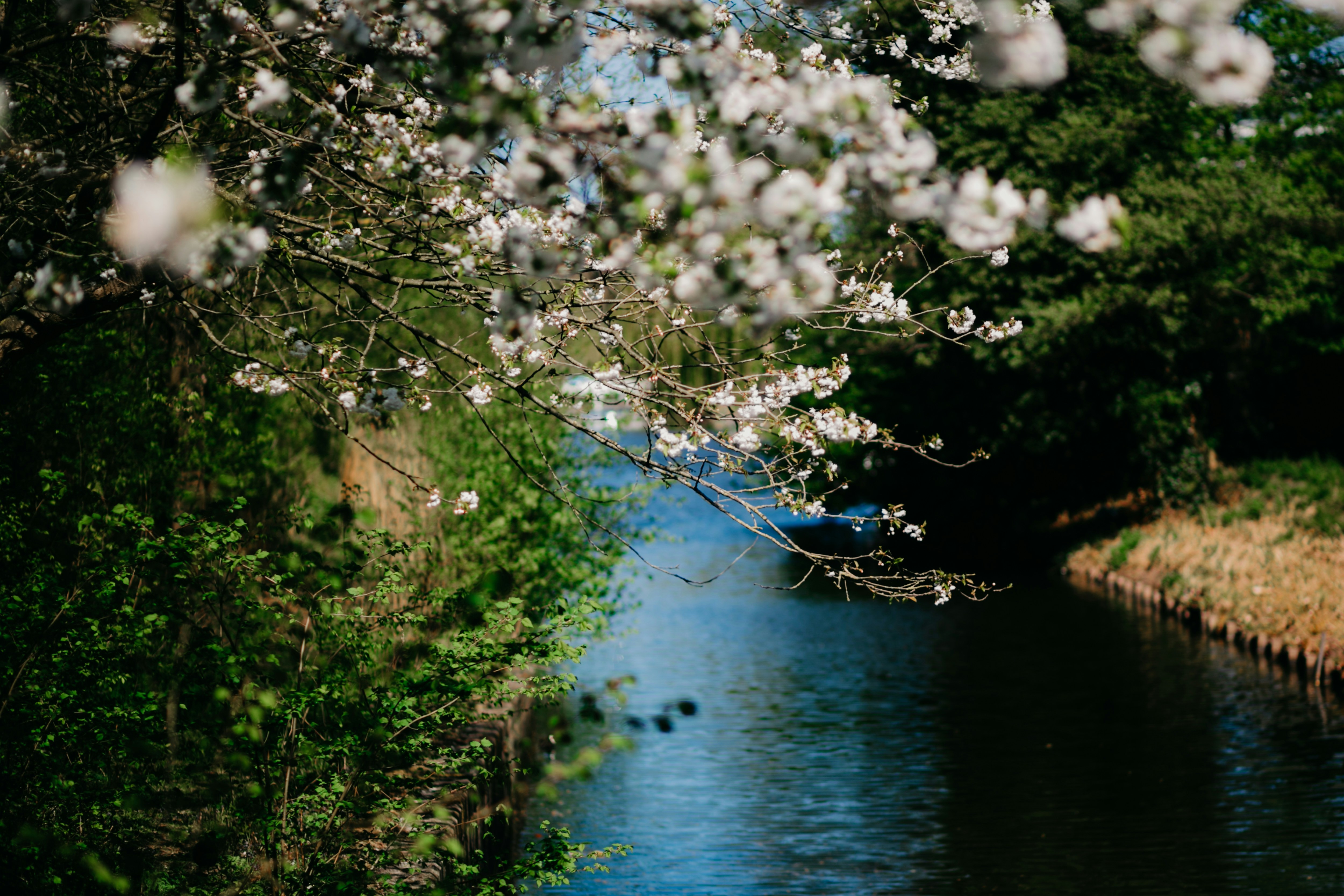 Cherry blossoms in full bloom along a canal in Japan