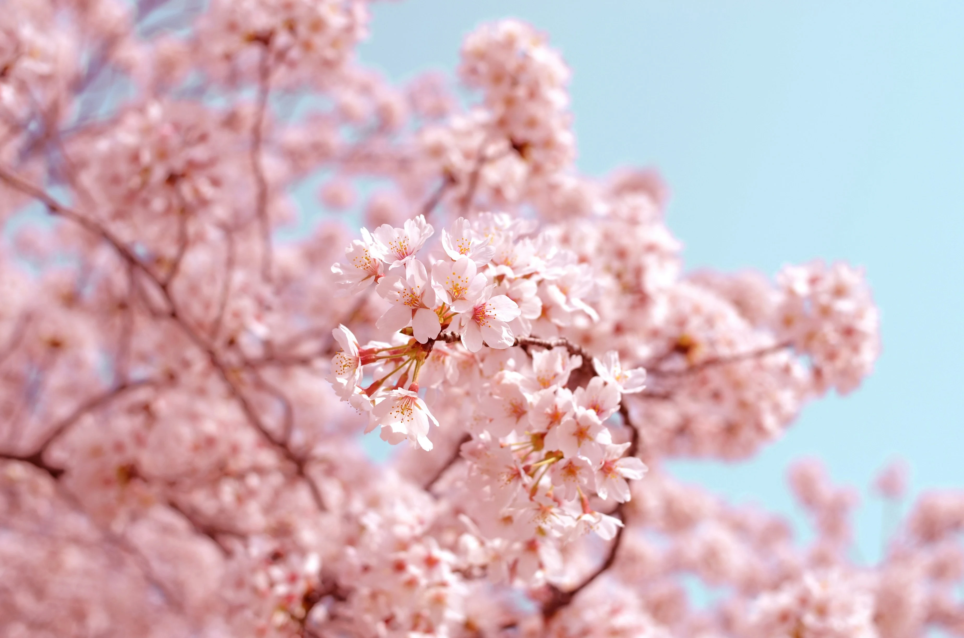 Cherry blossom season in Japan: when and where to see the sakura