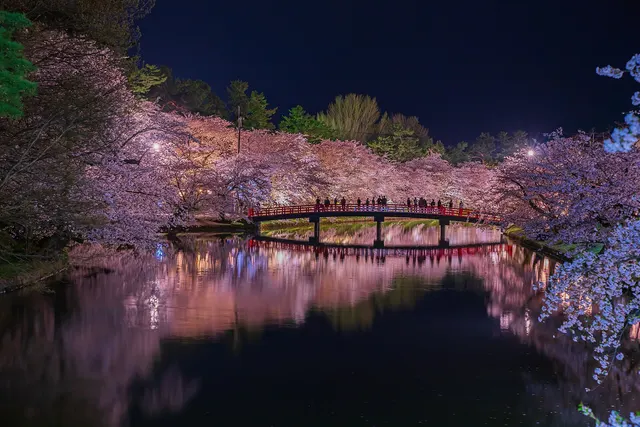 Illuminated cherry trees and a red bridge reflected in the moat at Hirosaki Park