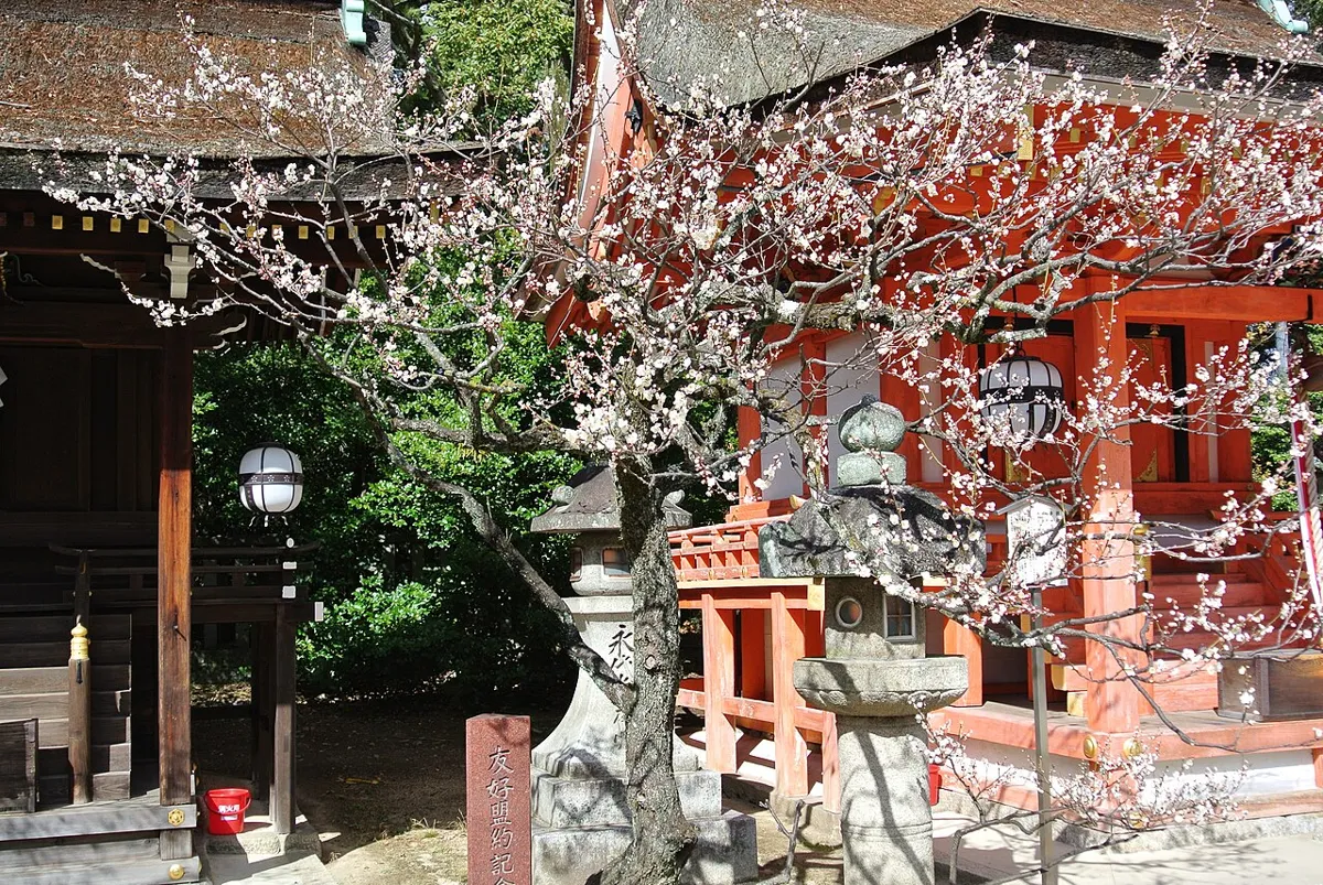 Red and white plum blossoms in front of a shrine hall at Kitano Tenmangu, Kyoto