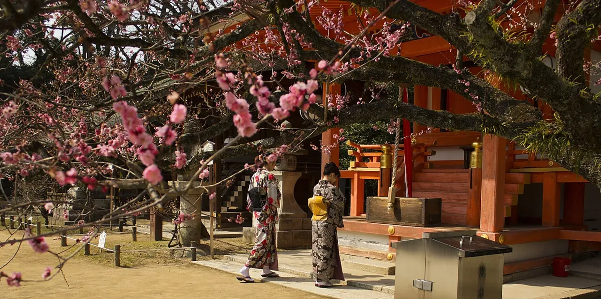 A grove of plum trees in bloom at Kitano Tenmangu, Kyoto