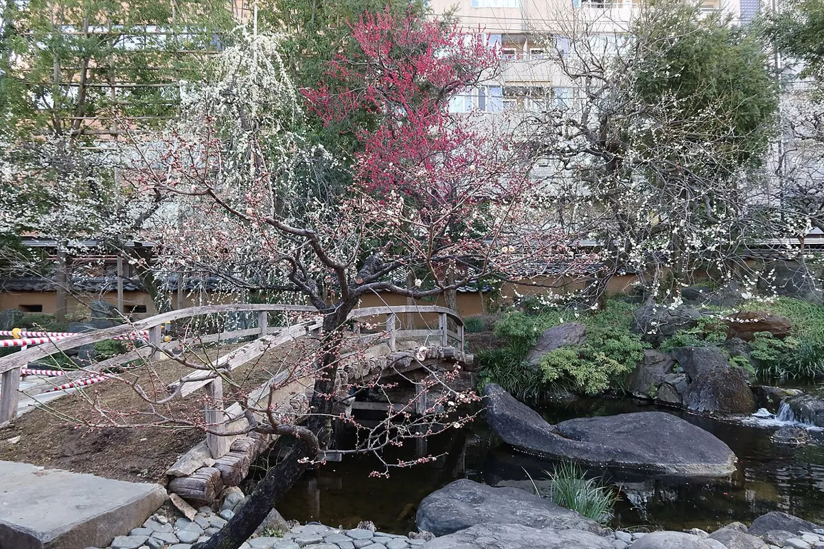 Plum blossoms during the ume festival at Yushima Tenjin shrine in Tokyo
