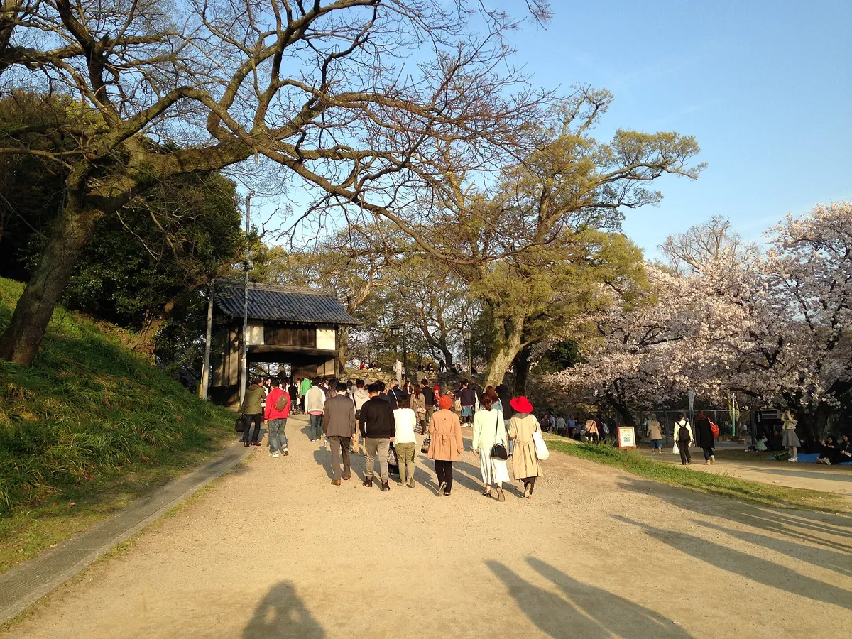 Cherry trees in bloom around a stone gate at the Fukuoka Castle ruins