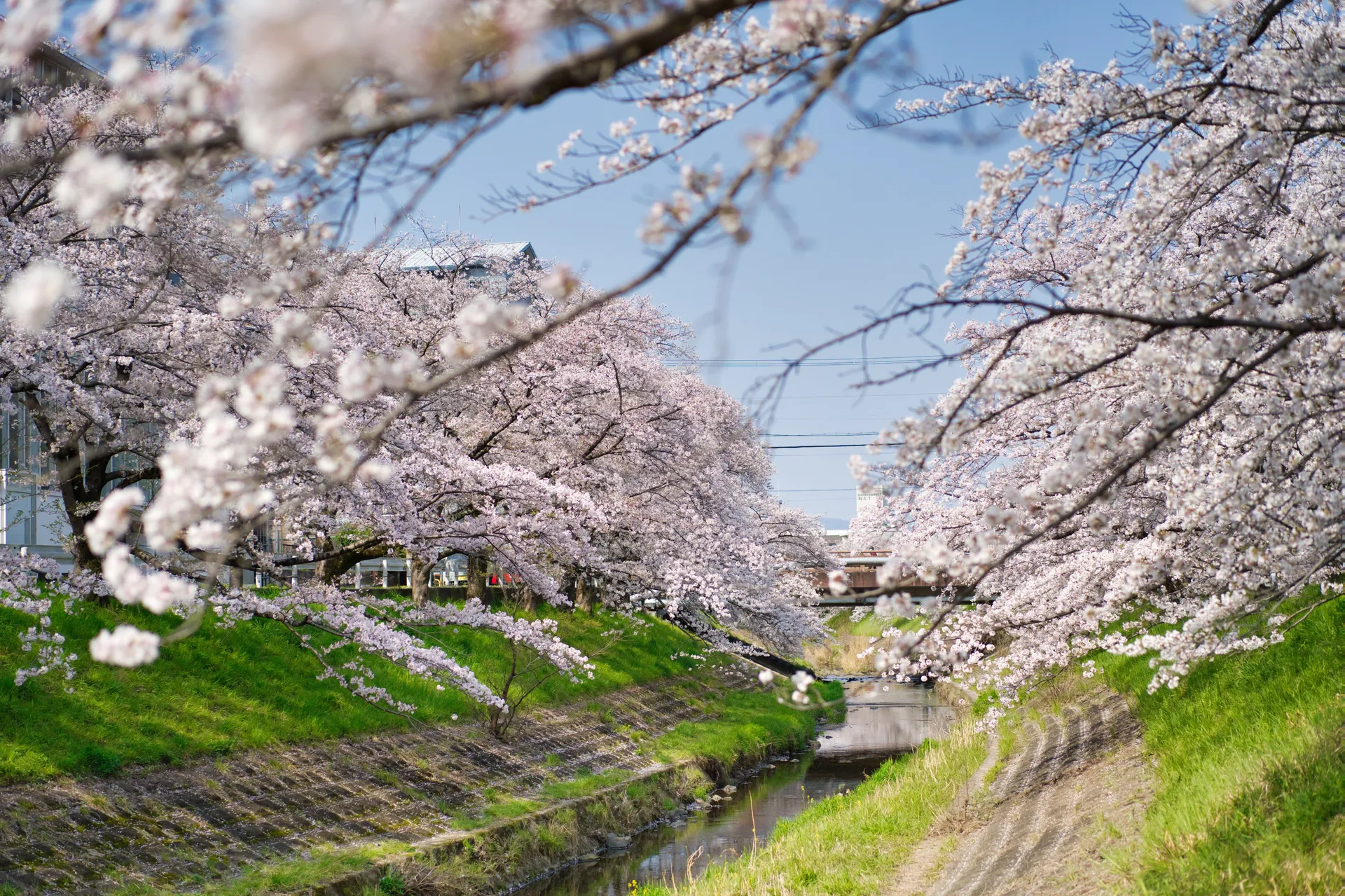 Cherry trees in full bloom along a quiet canal in Japan