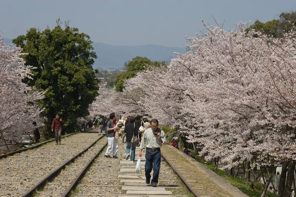 Visitors walking along old railway tracks lined with cherry trees in Kyoto