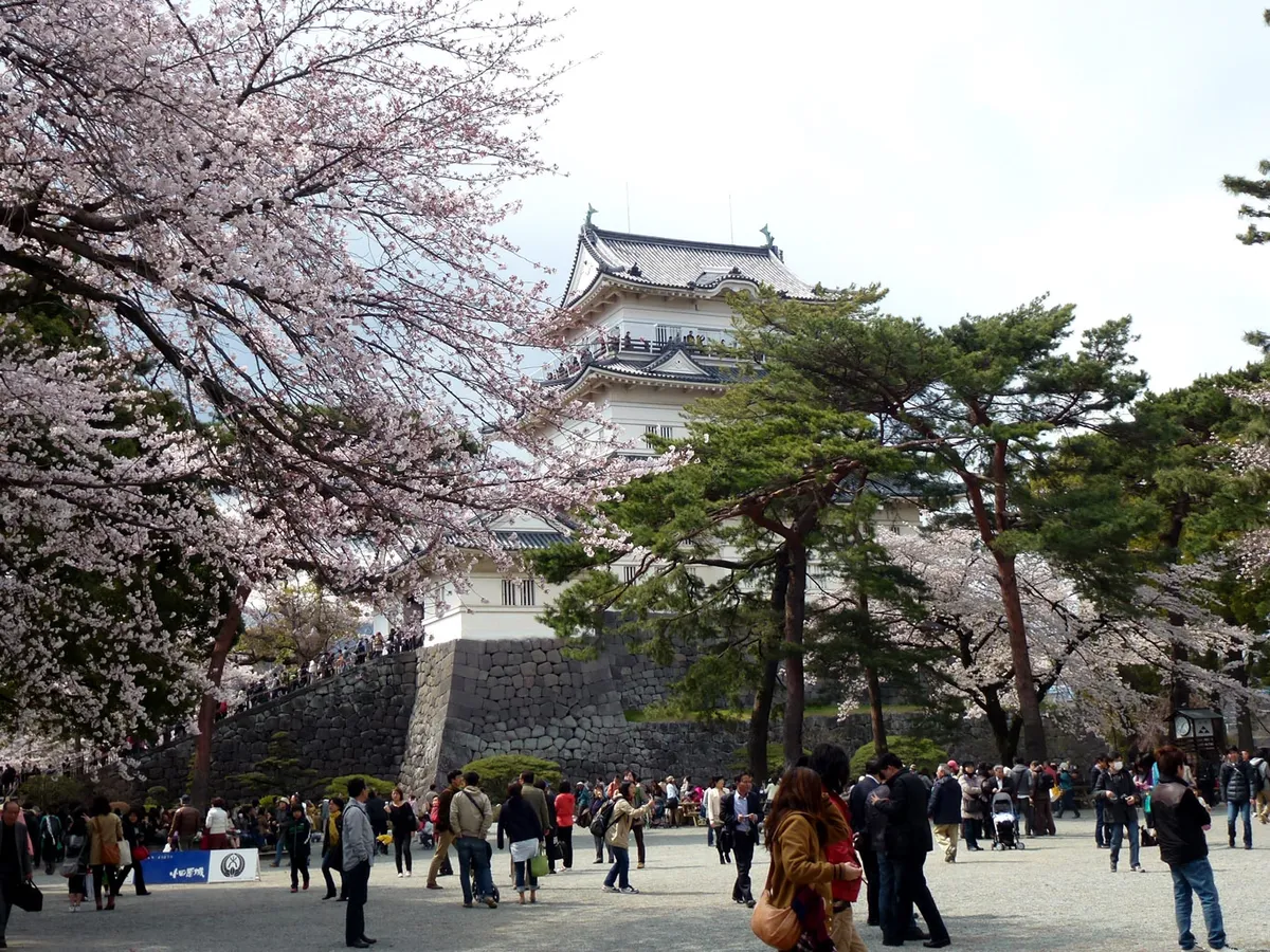 Odawara Castle keep behind cherry trees in full bloom