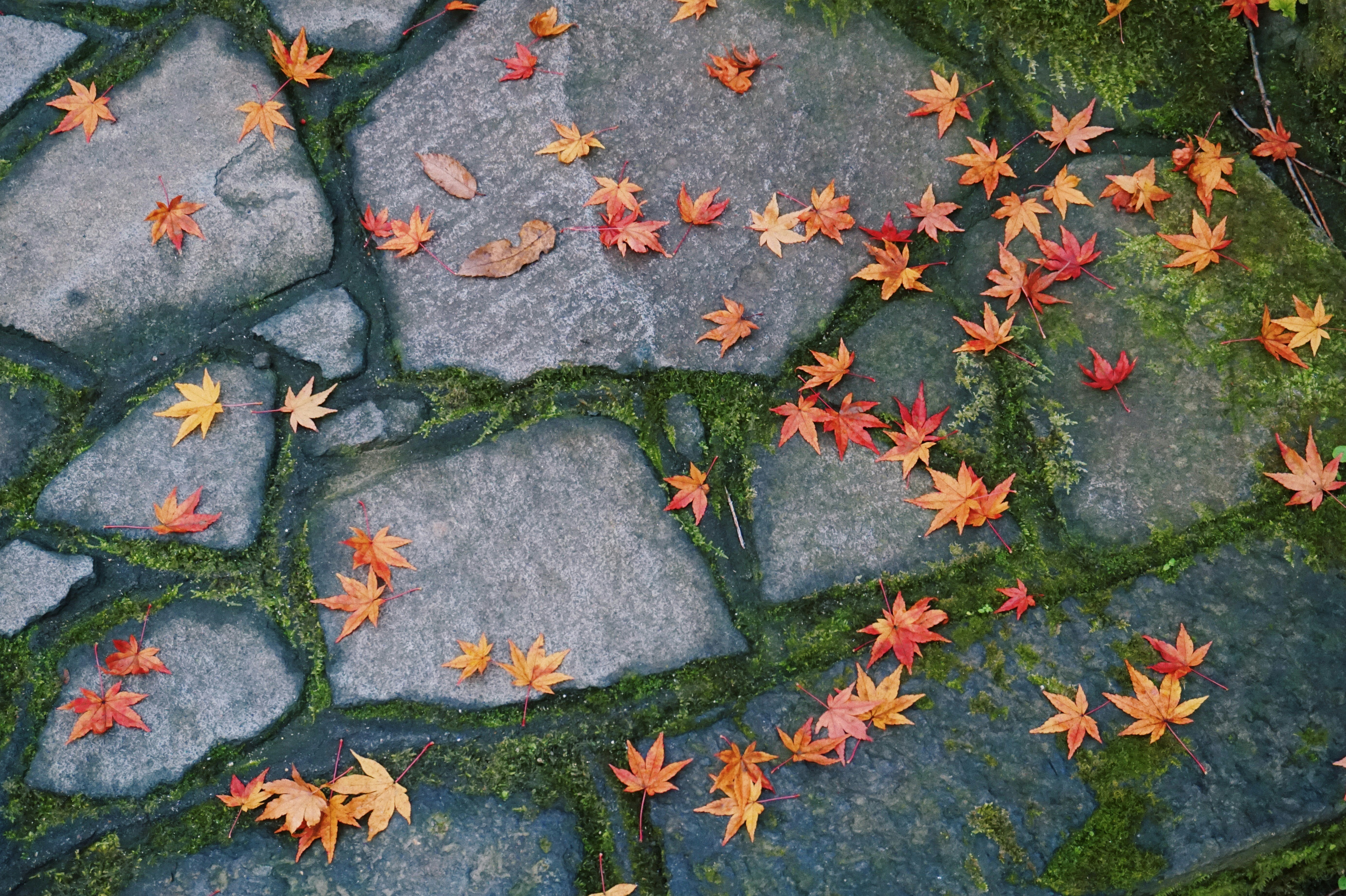 A path under deep red maple leaves in a Japanese temple garden in late autumn